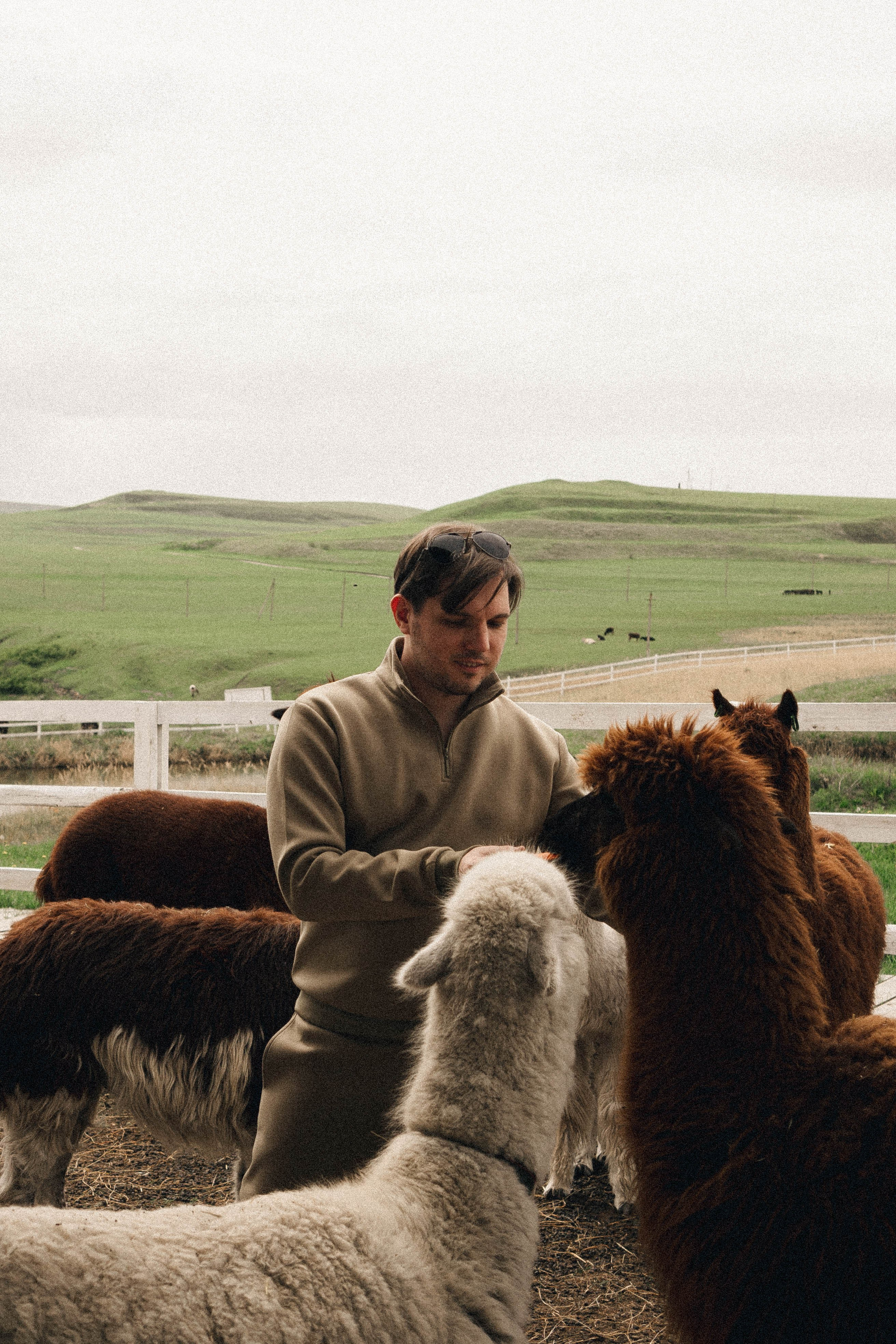 Ферма Альпак. Профессиональный фотограф, Санкт-Петербург — Виктория Богомолова