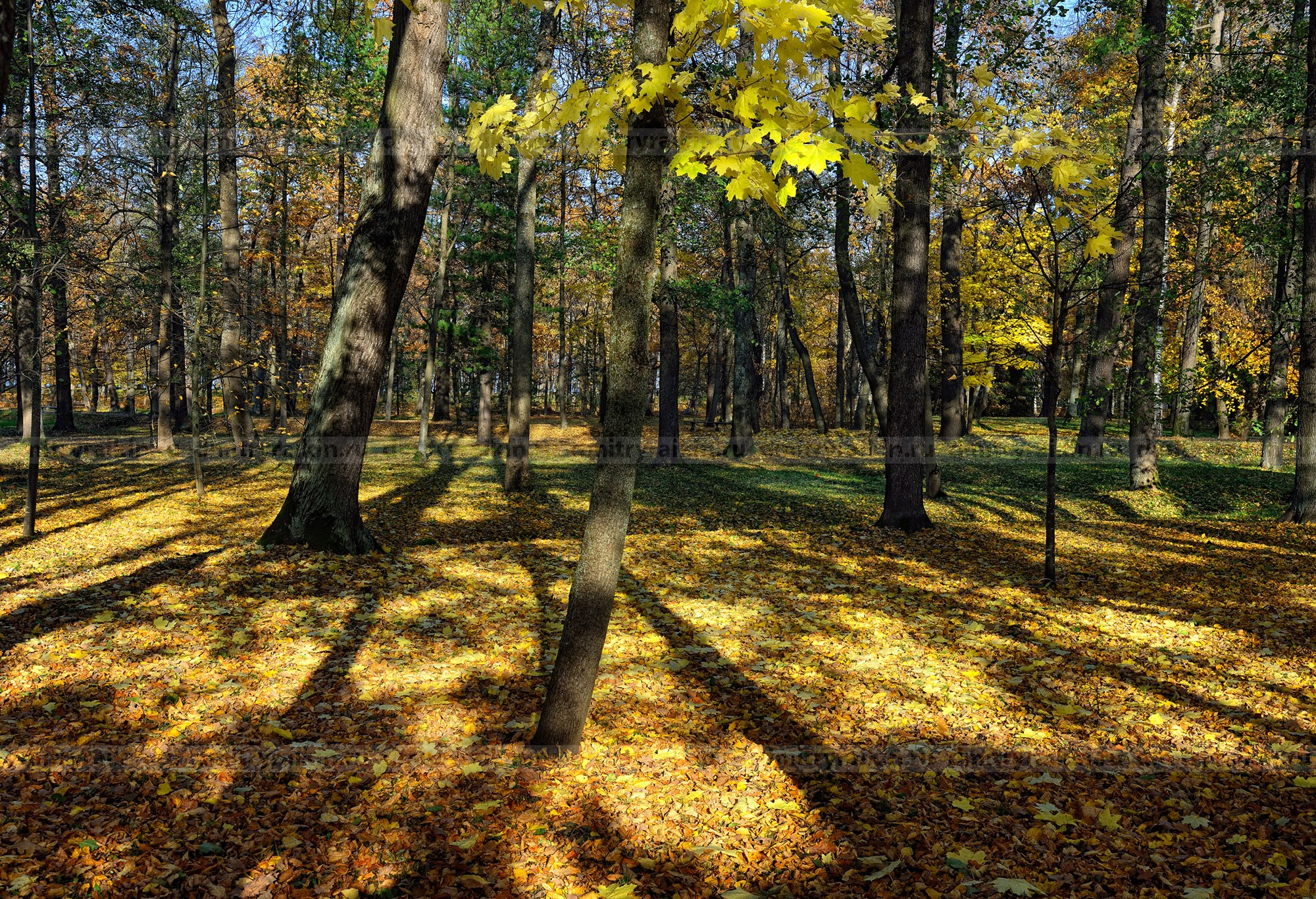 Осенний лес в лучах солнца. Еще больше видовых фотографий в магазине.