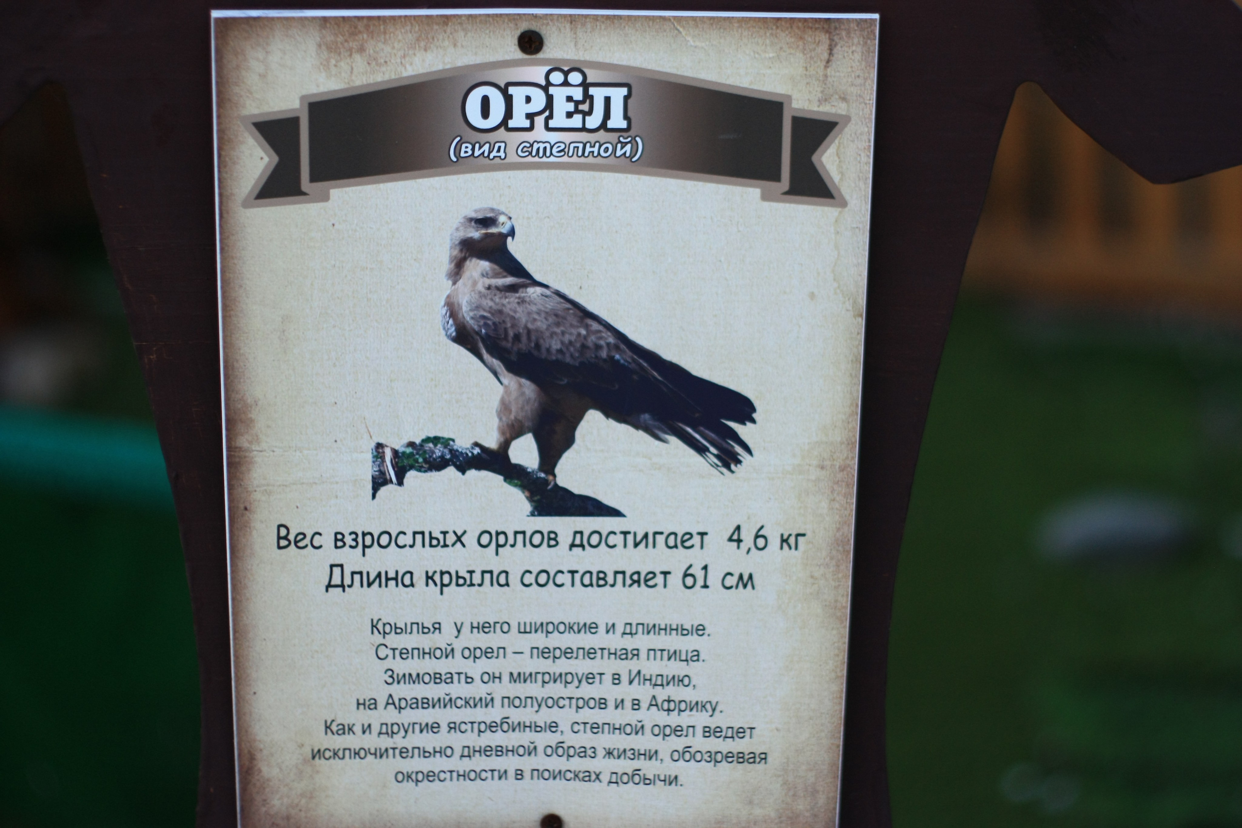 Первые кадры. Сочи — парк. Фотограф Роман Адлер