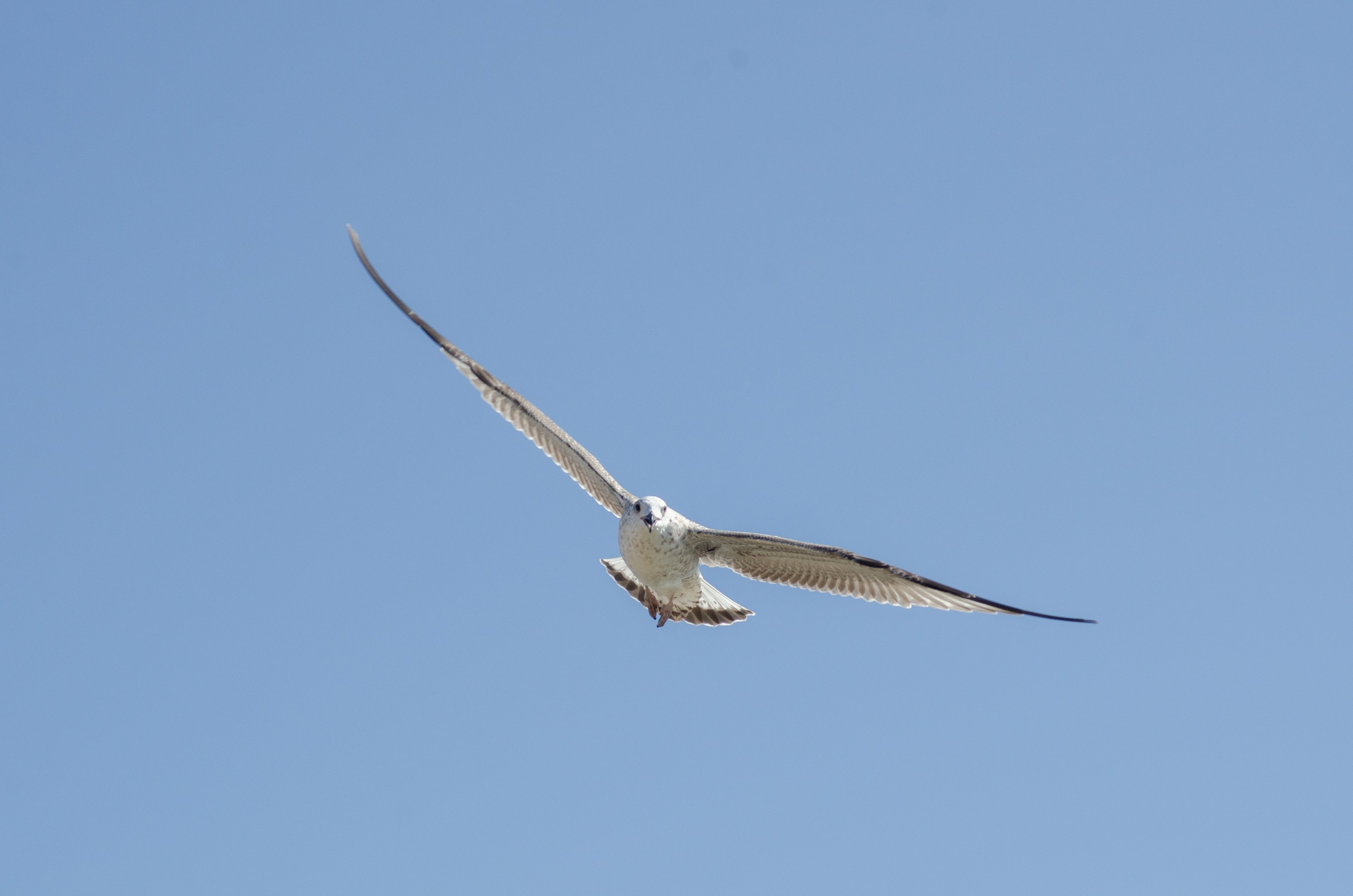Птицы. Фотограф Владимир Охрименко