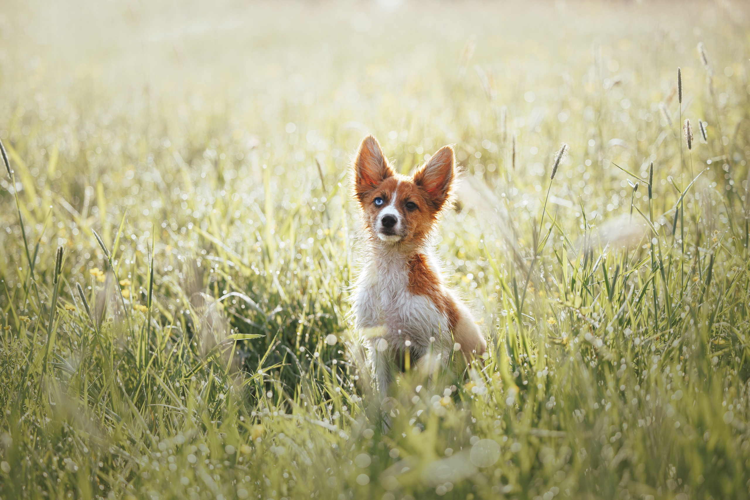 Токи, Янки, Лось, Мако и Рин. Фотограф анималист Осипчикова Мария