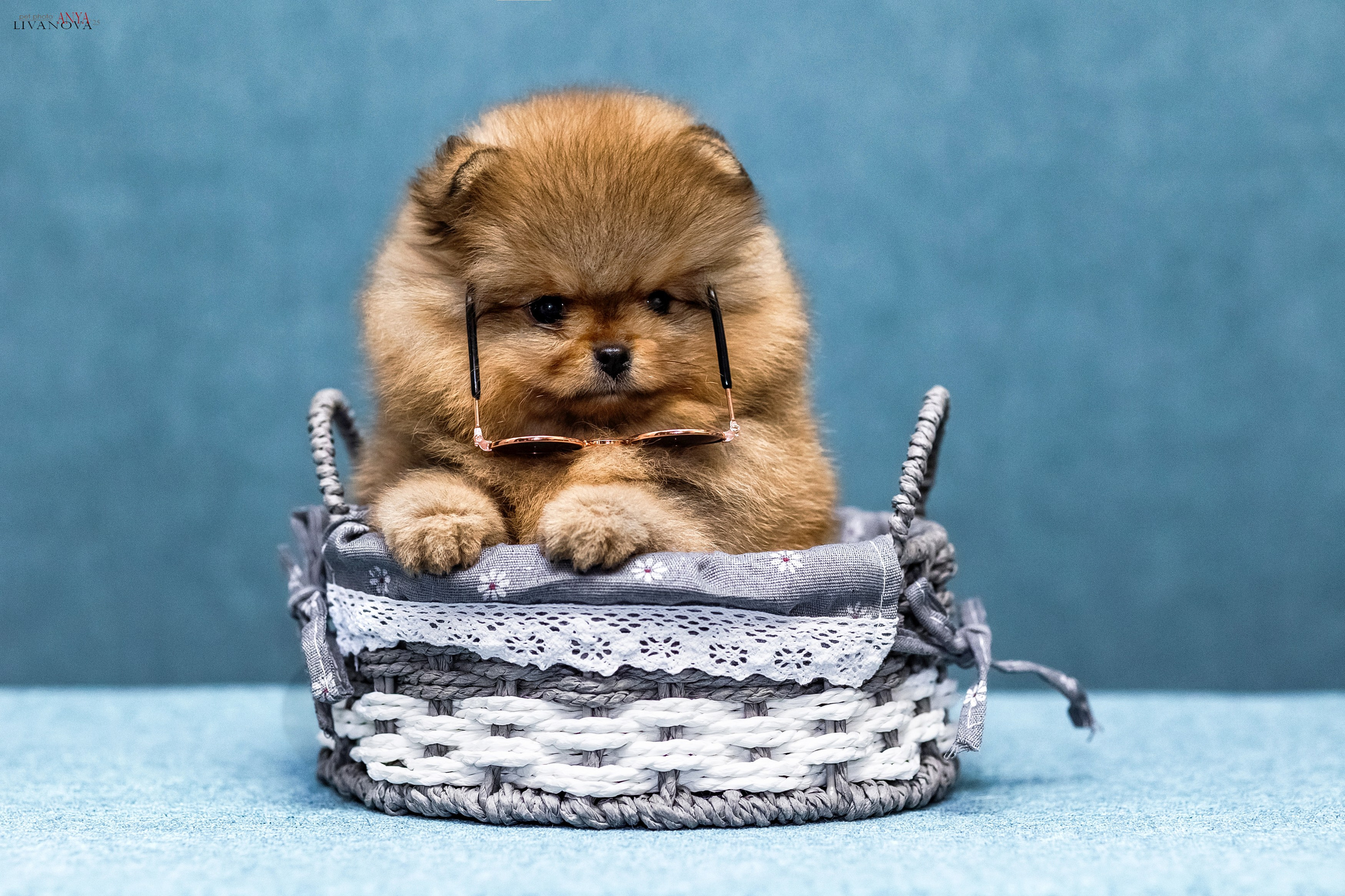 Шпицы. Фотограф анималист Аня Ливанова | Рыбинск