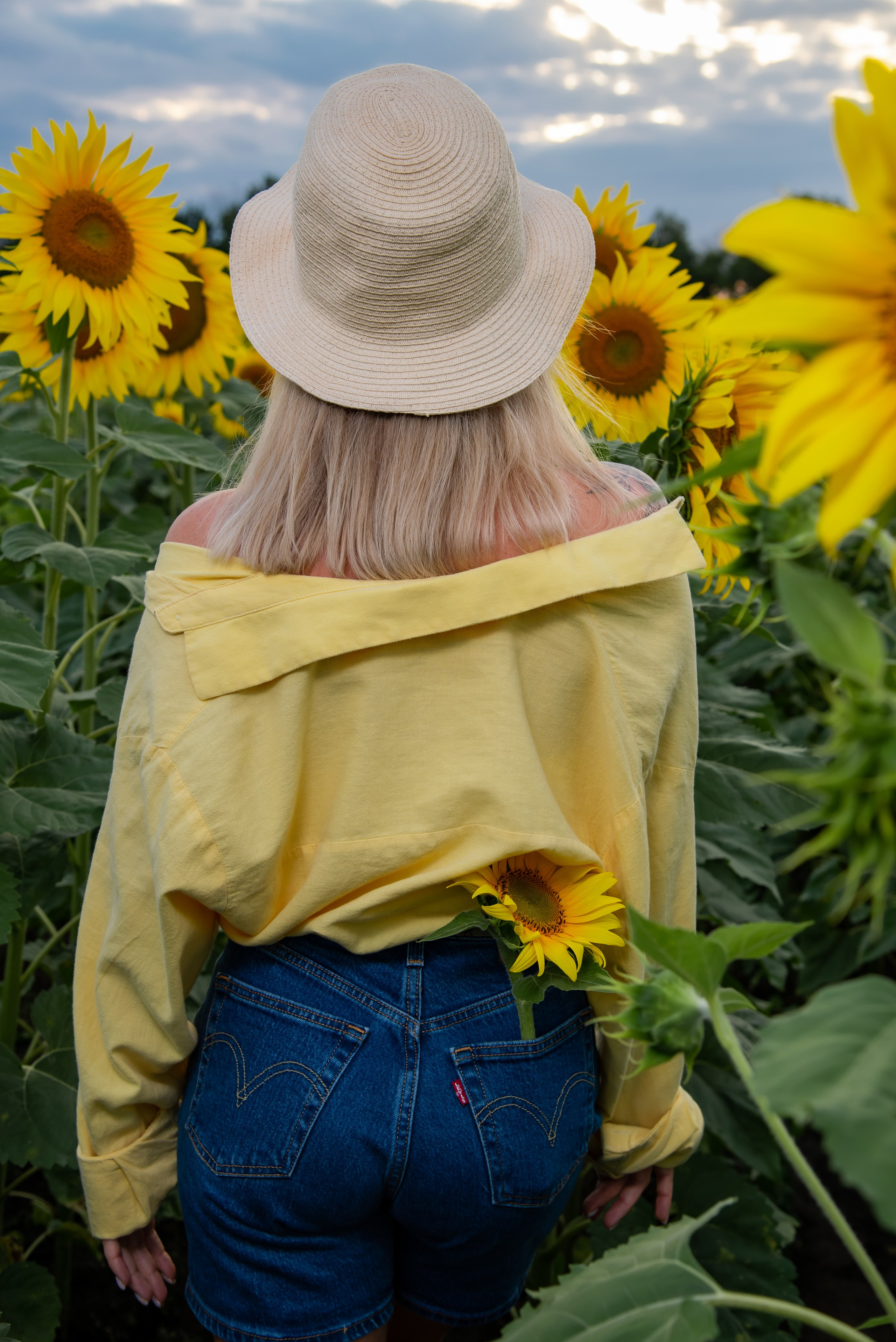 Подсолнух. Фотограф Галина Нестерова