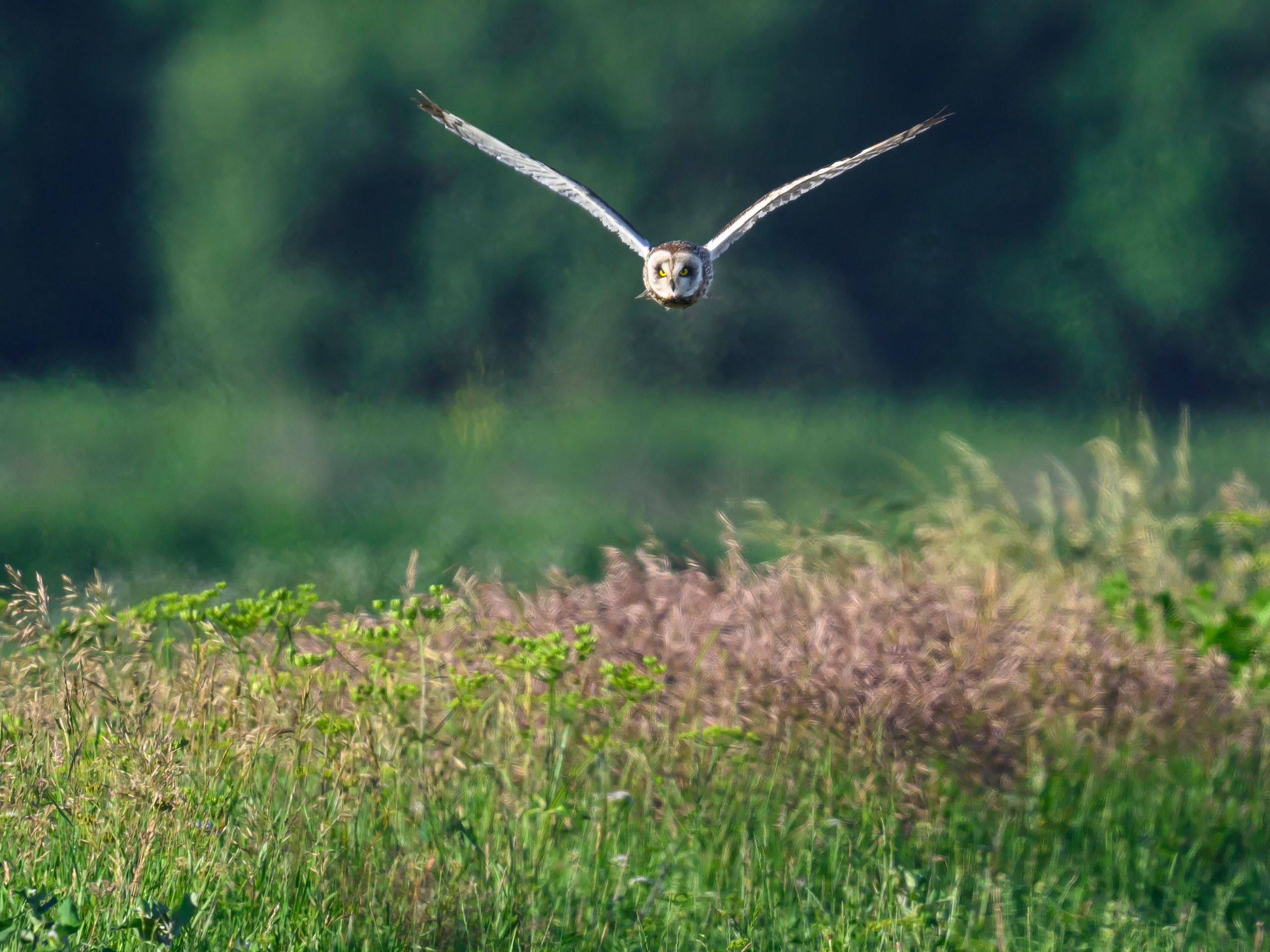 Охота совы. Фотограф Сергей Пупонин