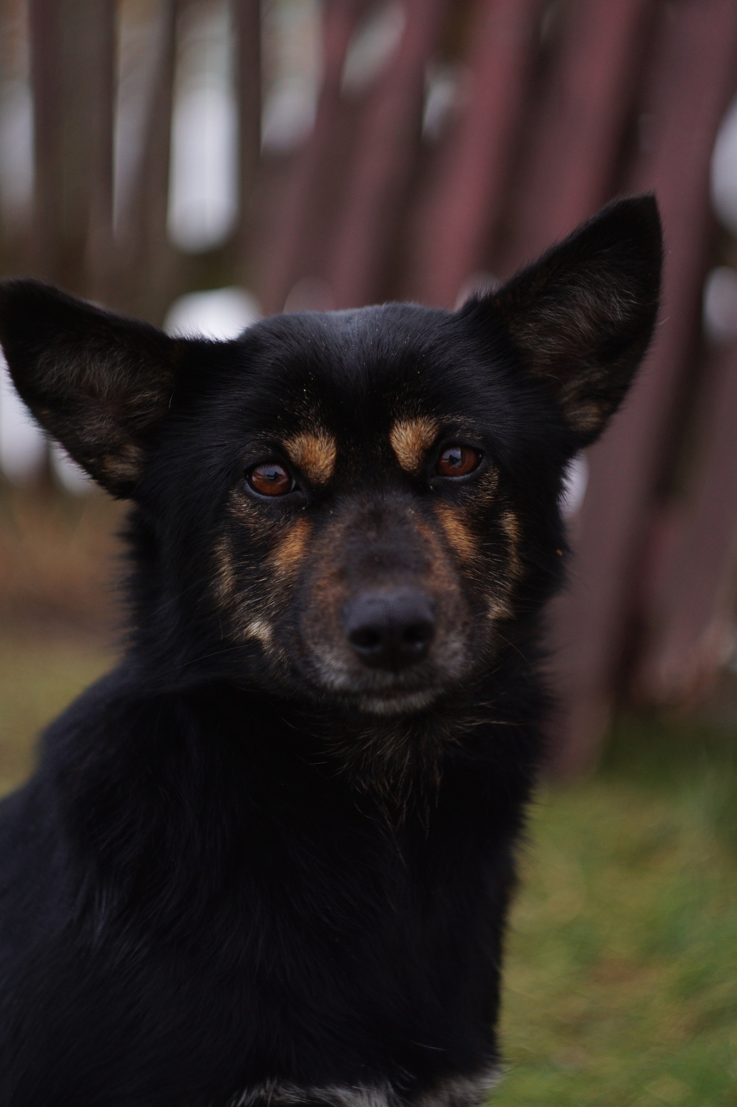 Dogs. Профессиональный фотограф