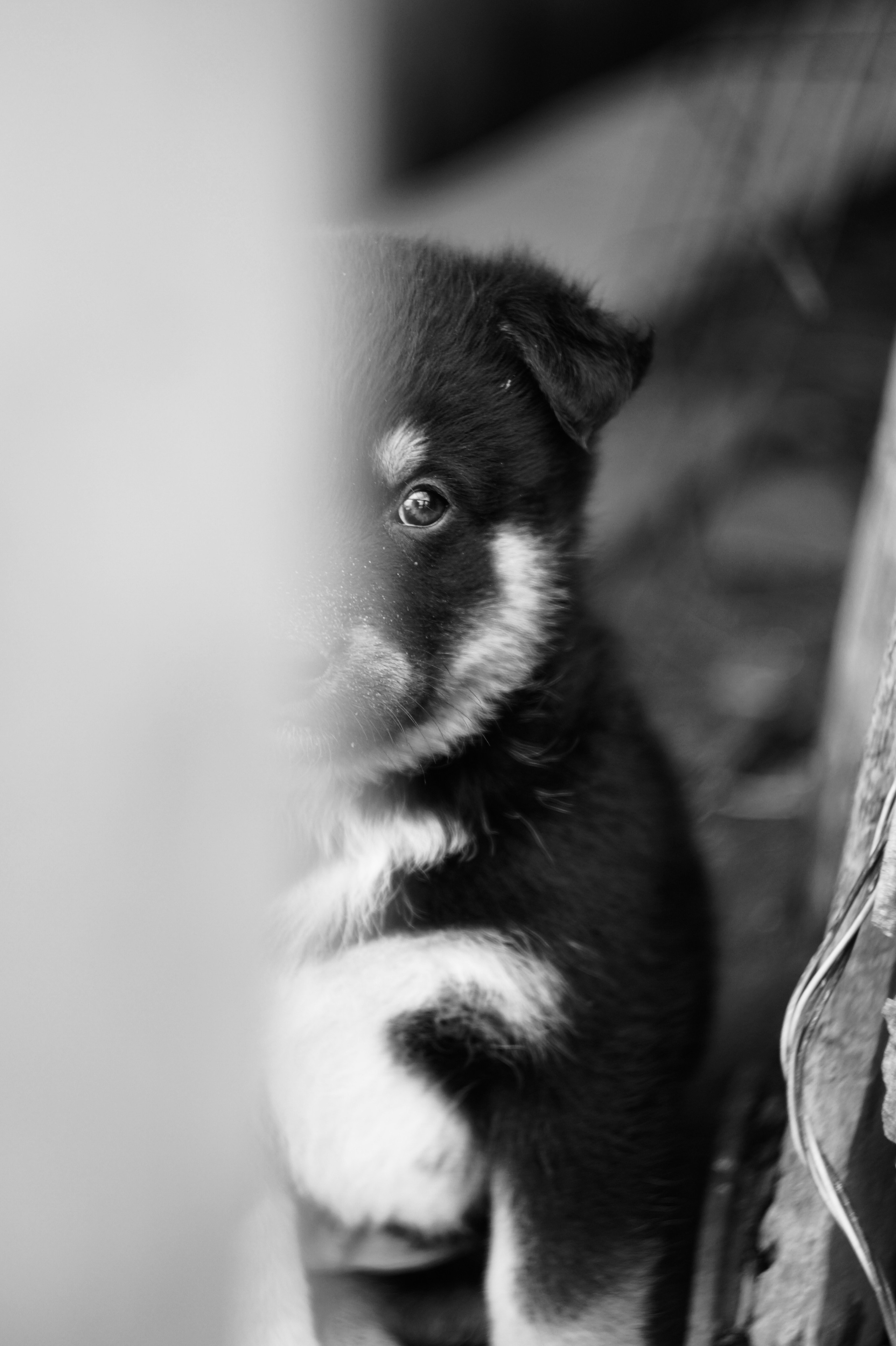 Dogs. Профессиональный фотограф