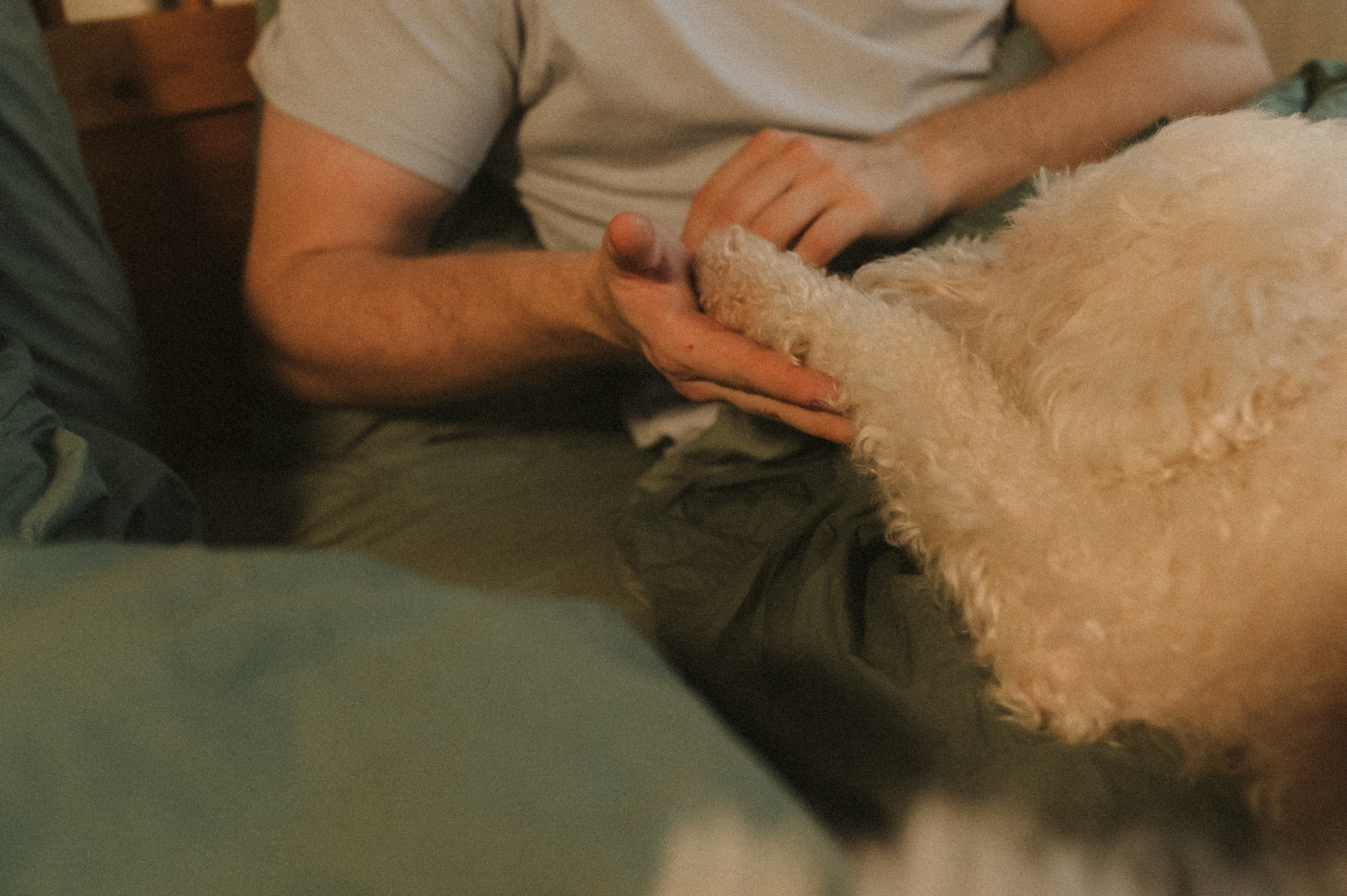 Ання и её кудрявая команда. Фотограф анималист в Москве Ольга Агушева