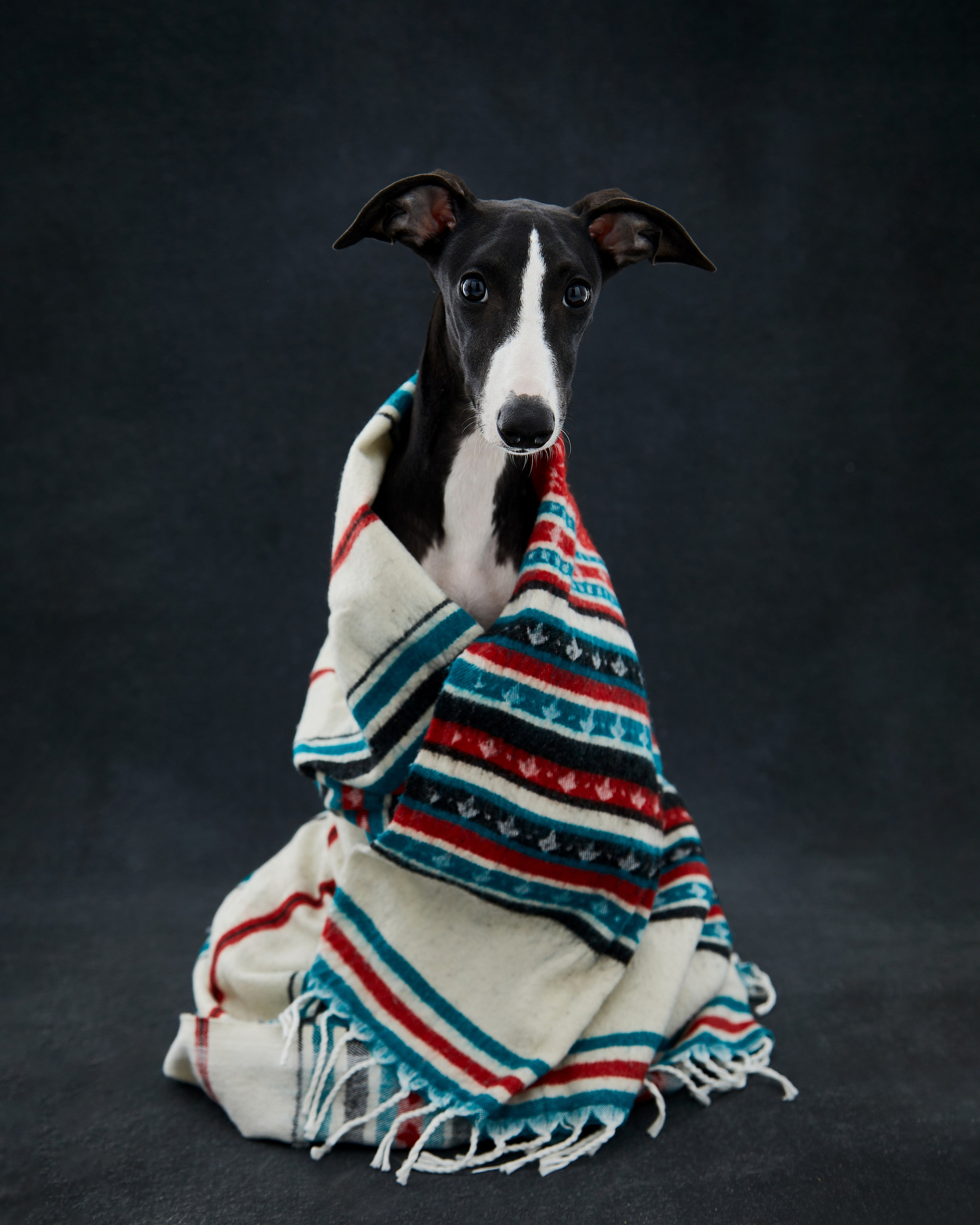 Pets Photography / Фотограф Собак