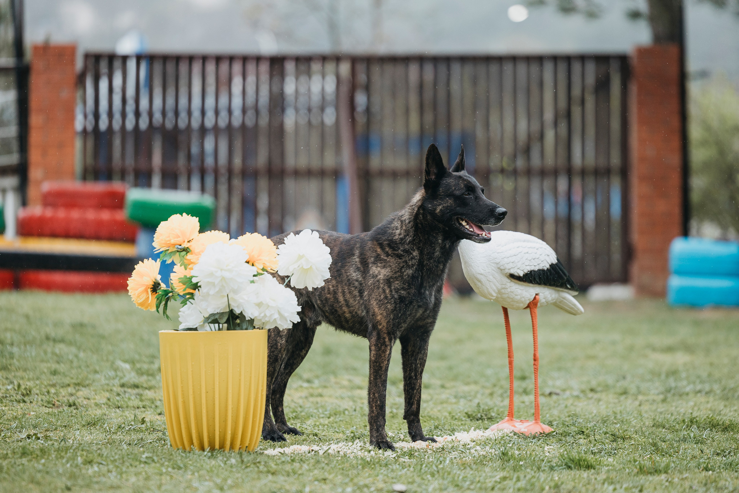 Геленджик Мондьоринг. Фотограф-анималист Анна Маринич