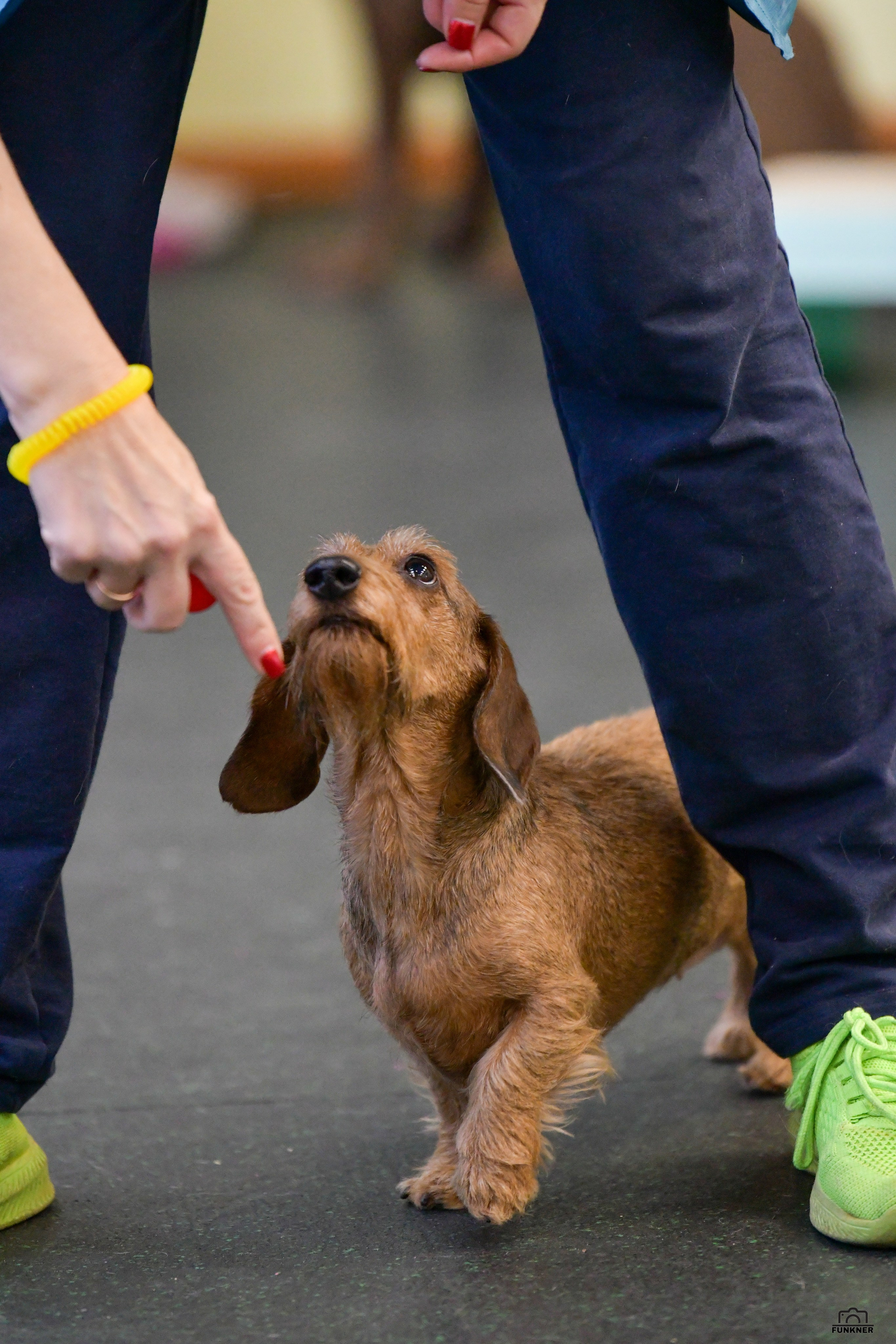 Кинологический клуб «Бодрый хвост». Свой взгляд через объектив