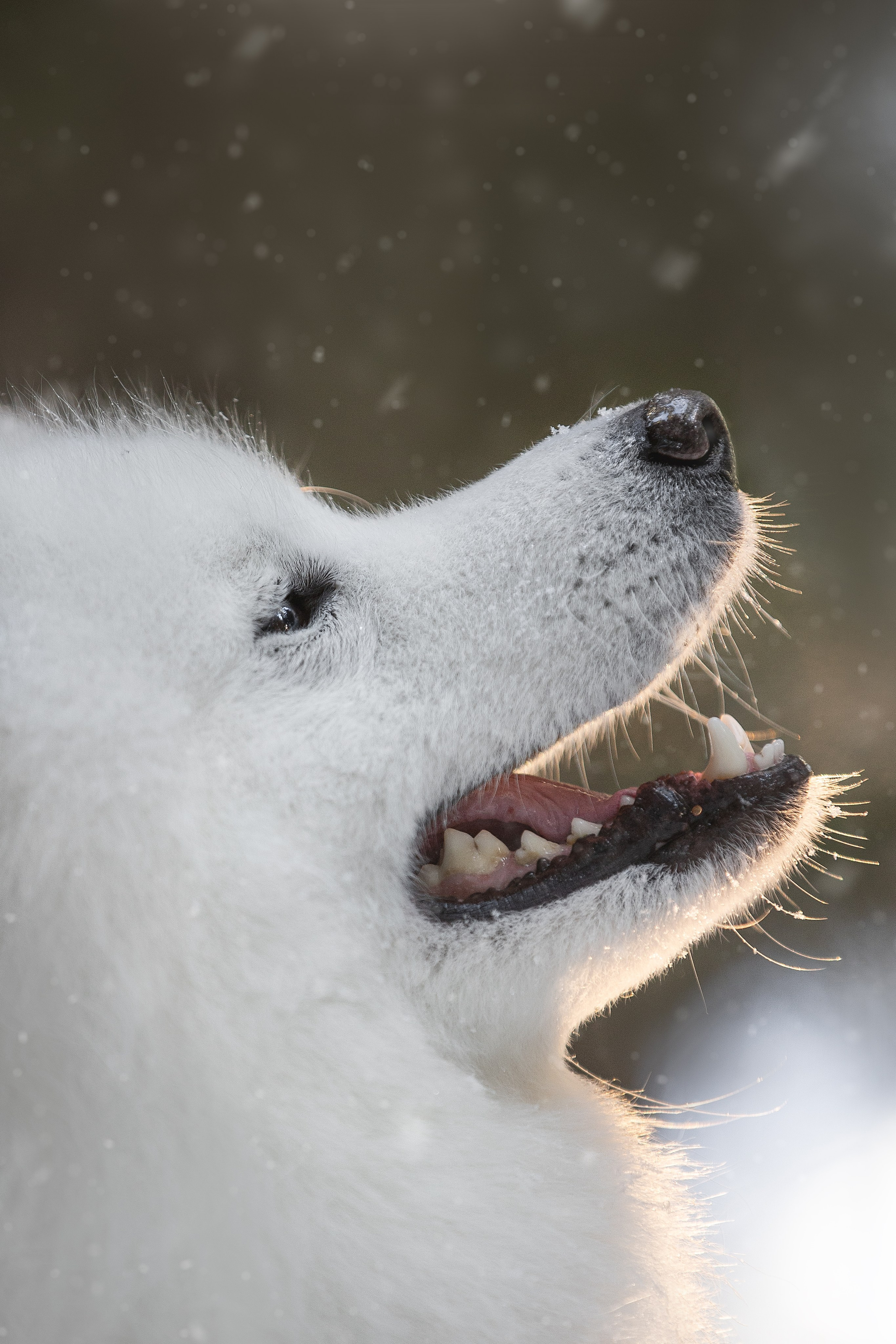 Дмитрий, Наталья и Панти. Фотограф анималист в Москве Майорова Евгения