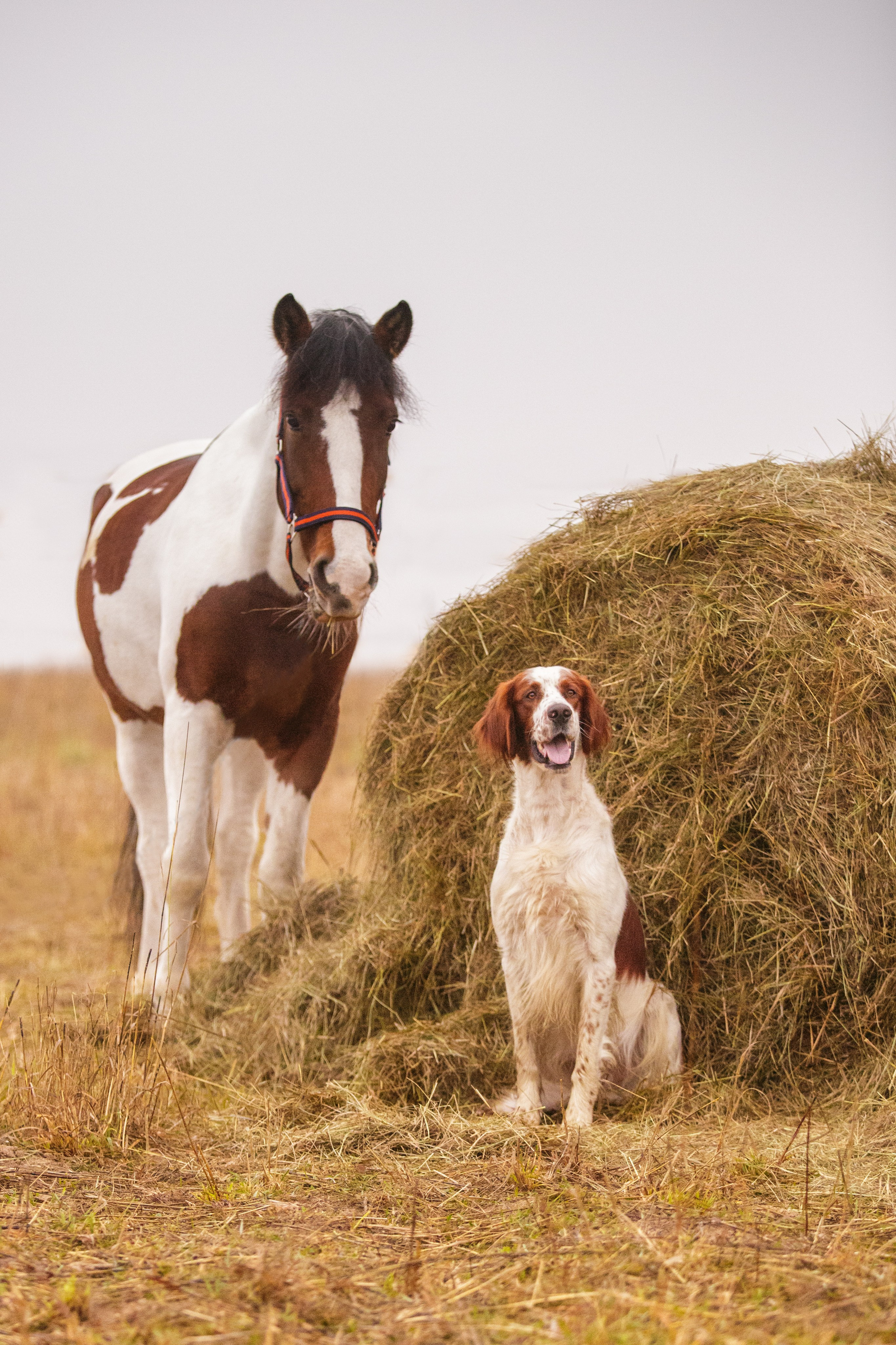 Ирландский красно-белый сеттер Шамрог. Фотограф-анималист Natalia Deingel | Фотосъемка собак в Москве