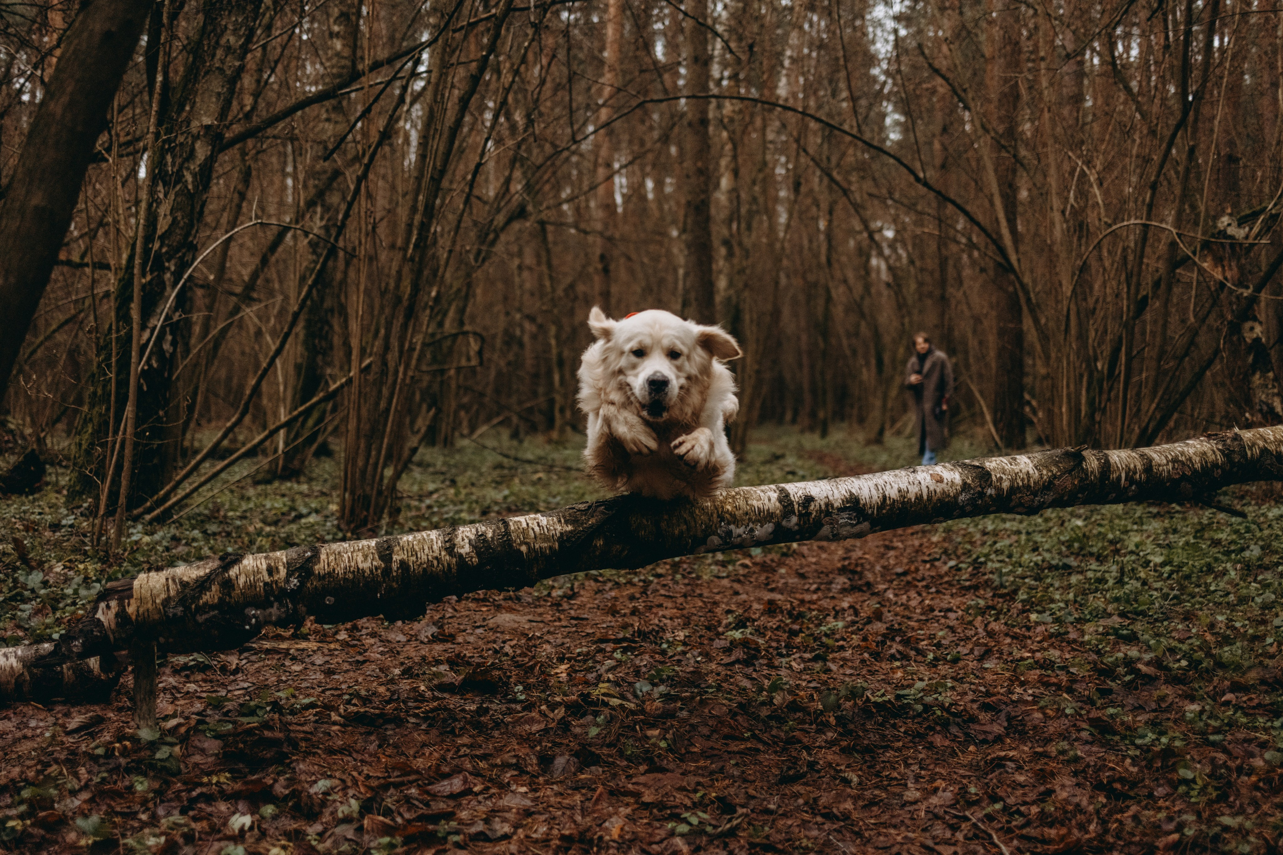 Лаки и его семья. Фотограф — Анималист | Санкт-Петербург