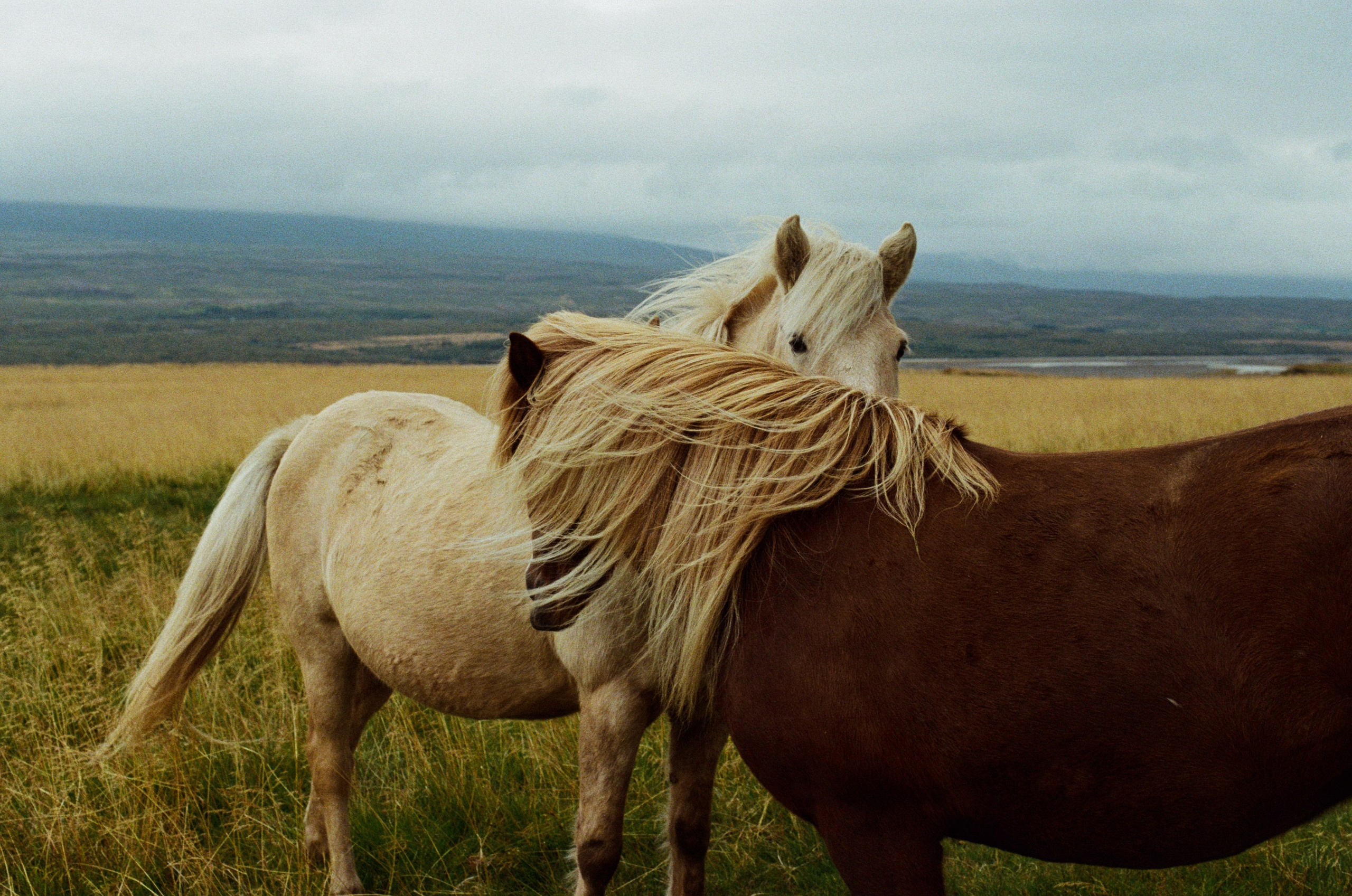 Bloodline // iceland. EVER EXPOSED