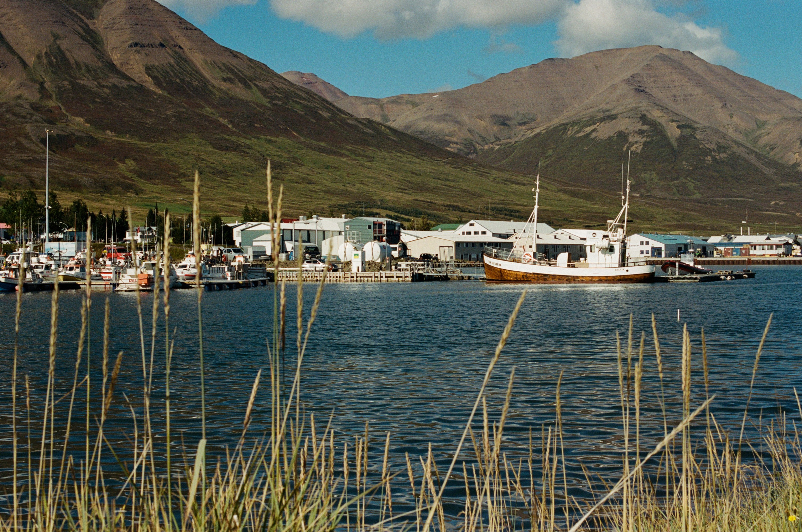 Vor i vaglaskogi // iceland, 82. EVER EXPOSED
