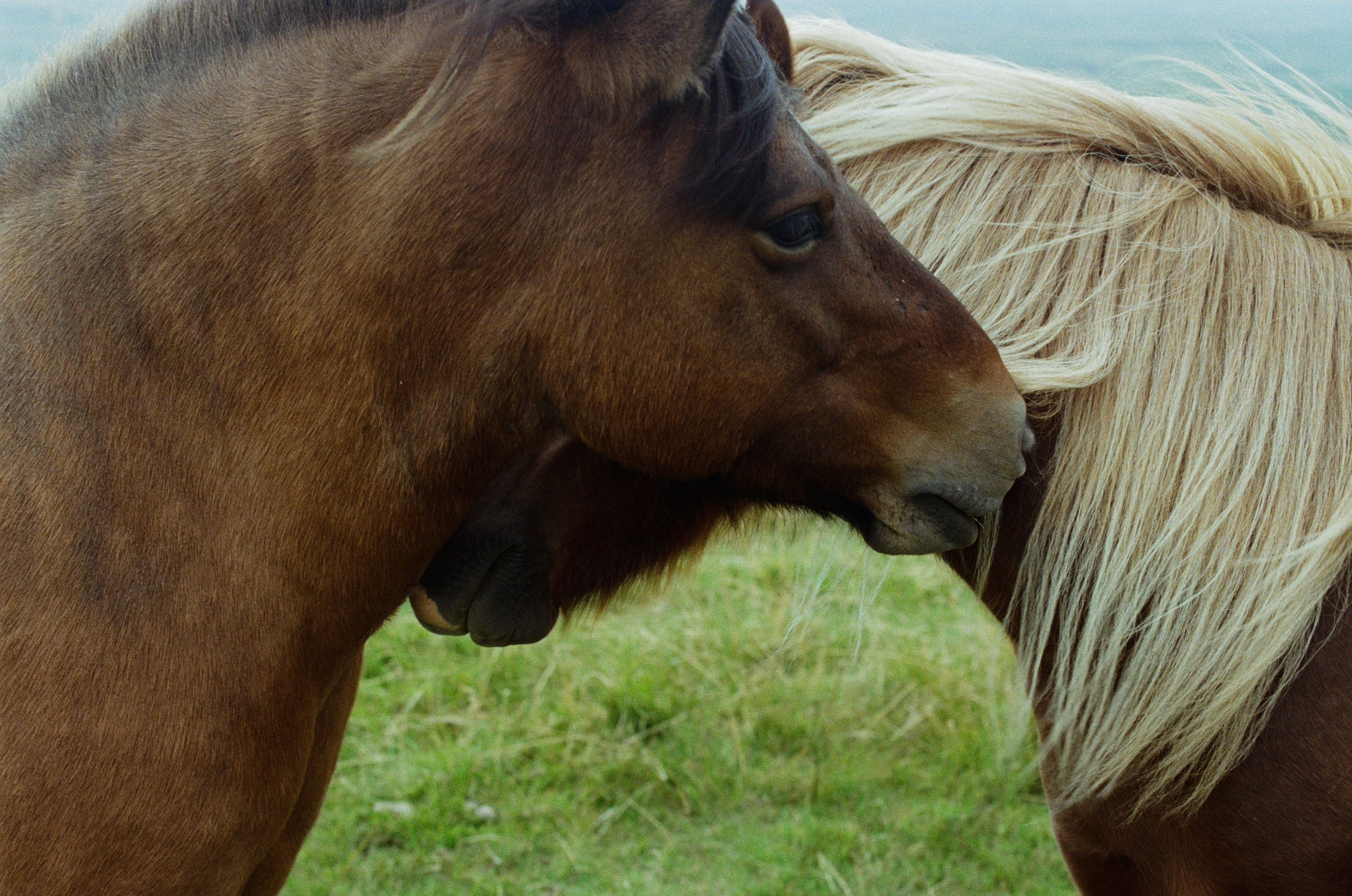 Bloodline // iceland. EVER EXPOSED