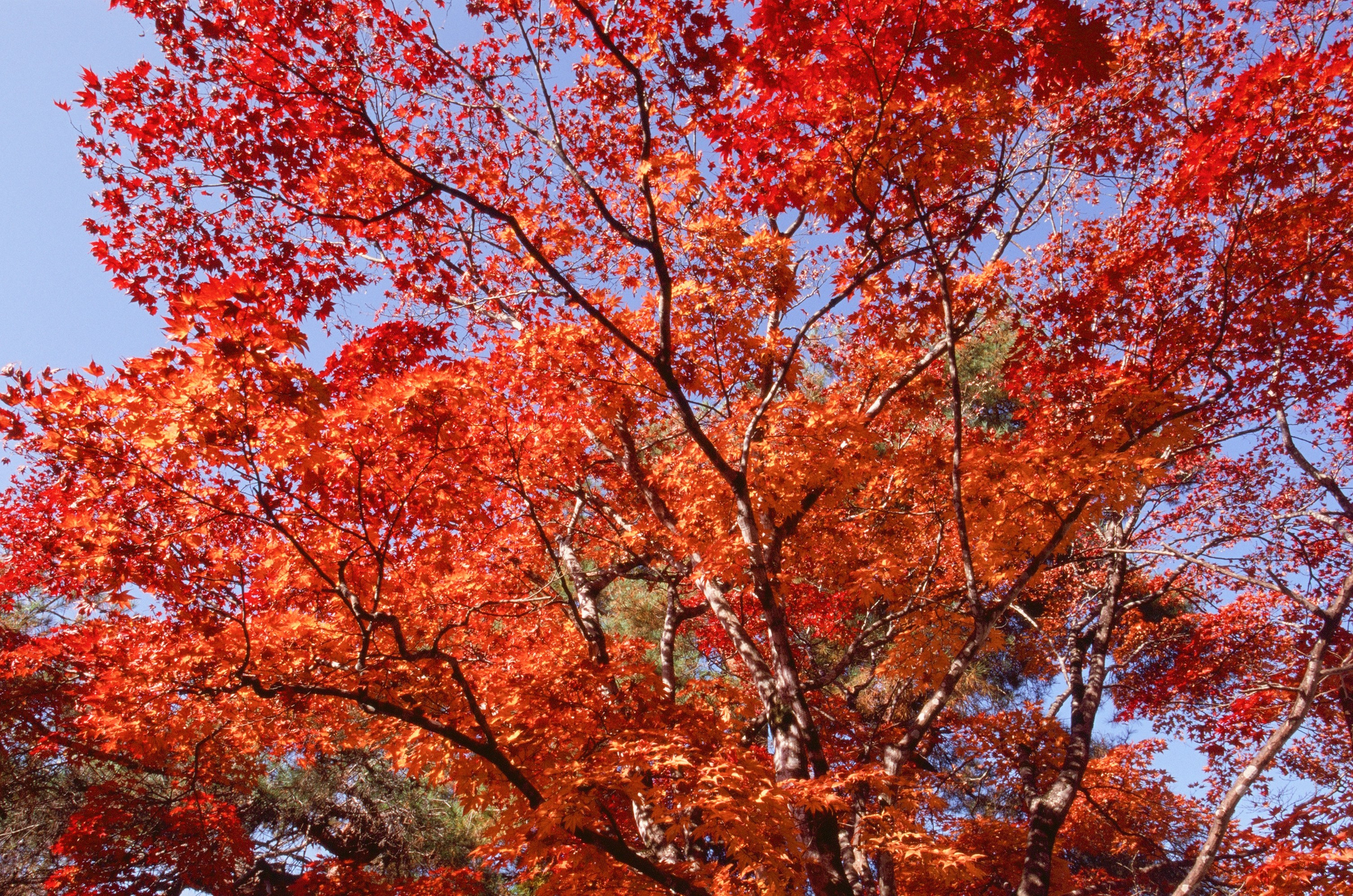 Out of noise // japan, takayama V. EVER EXPOSED