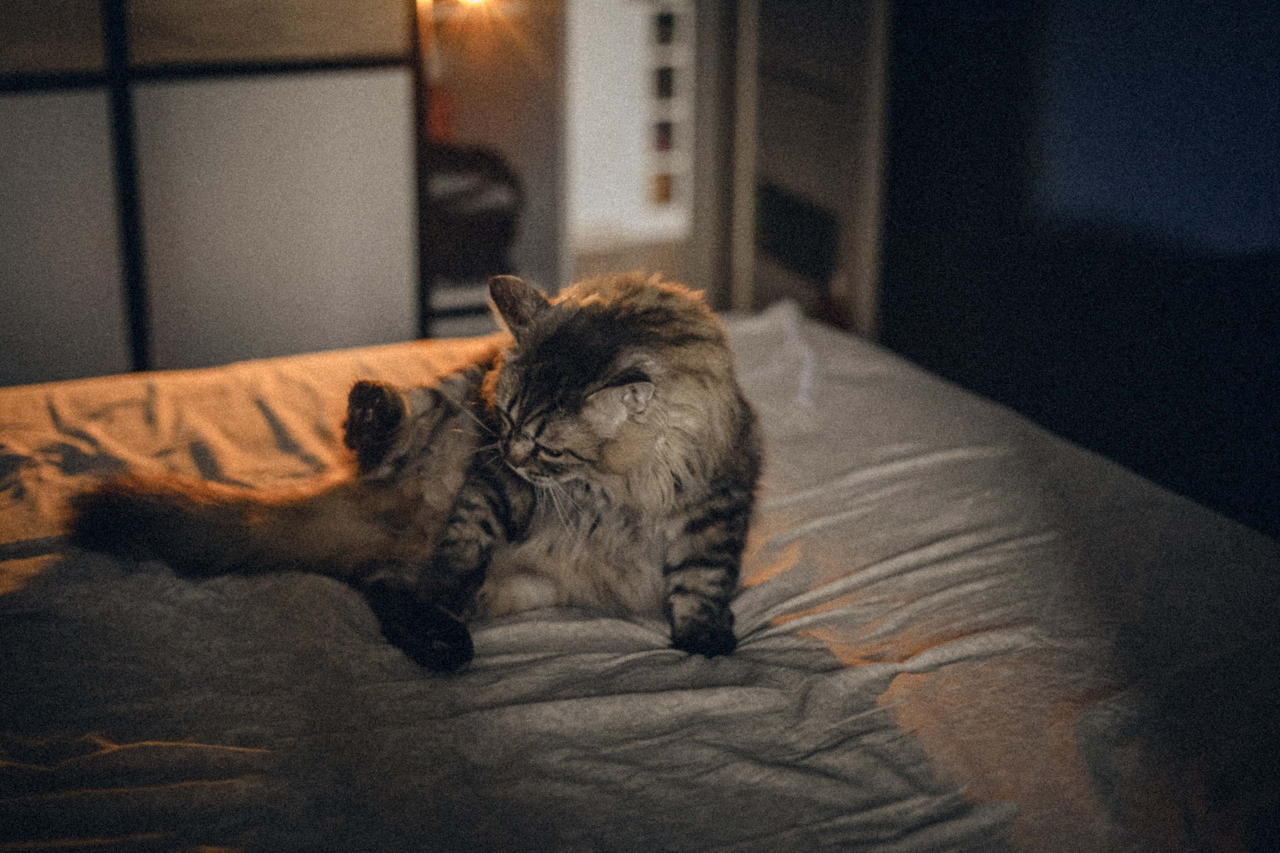 Домашняя фотосессия кота. Фотограф-анималист Татьяна Степанова