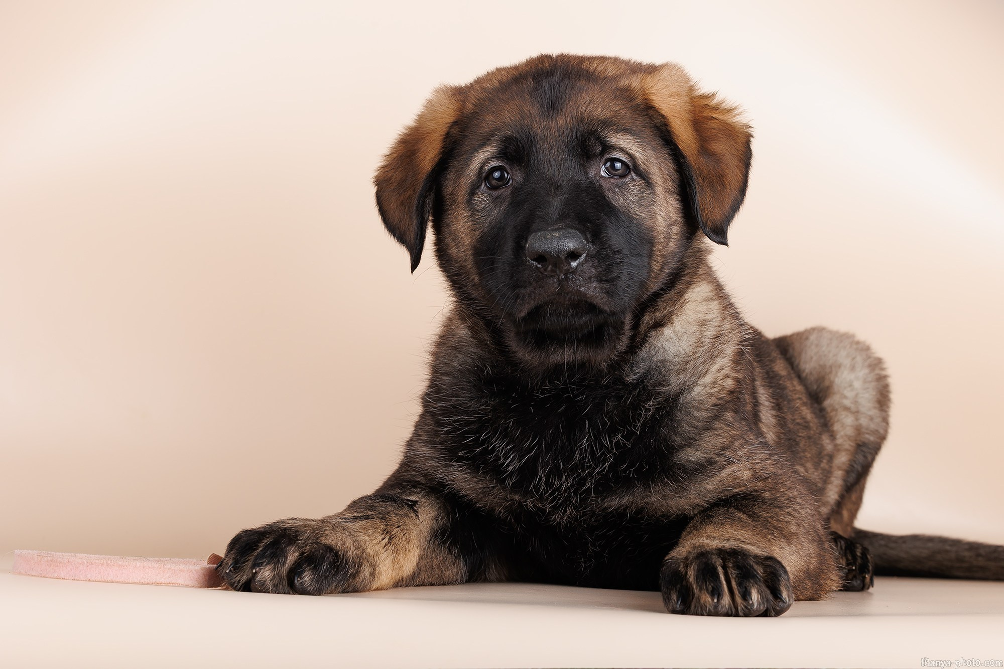 Фото щенков на природе и дома. Москва. Фотограф собак, фотограф-анималист Аня Титова (Titanya). Москва