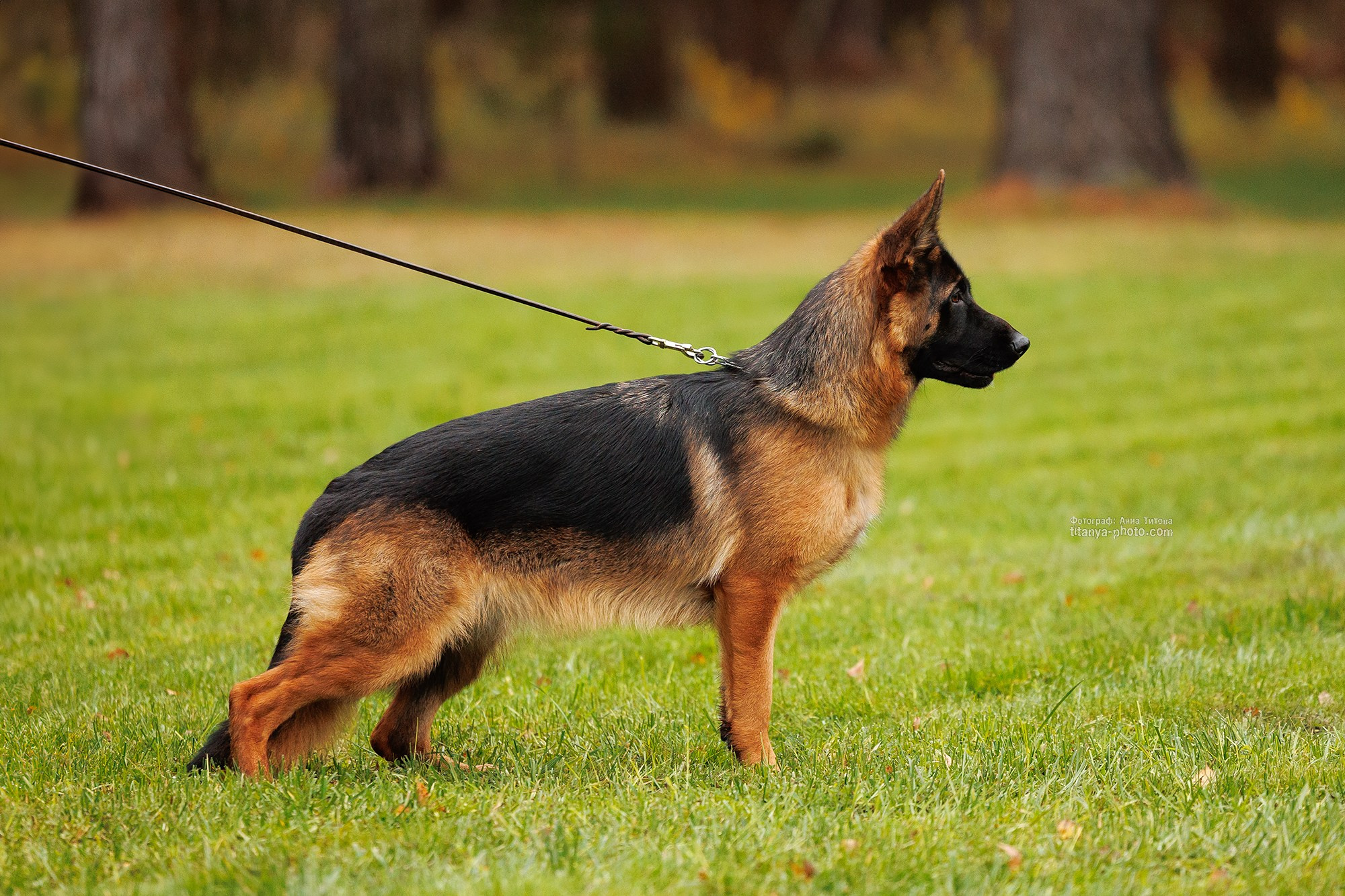 Фото немецких овчарок. Фотограф собак, фотограф-анималист Аня Титова (Titanya). Москва