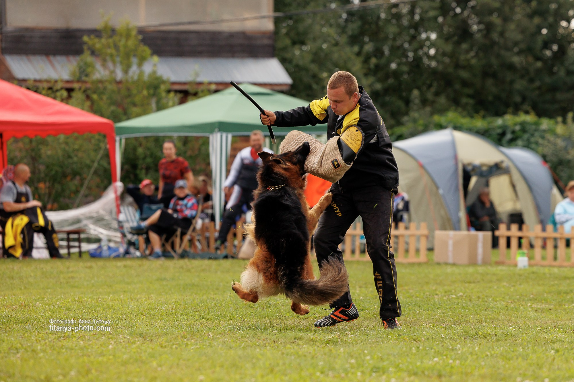 Немецкие овчарки: фото из рингов и вне ринга, мутпроба (фотографии с выставок). Фотограф собак, фотограф-анималист Аня Титова (Titanya). Москва