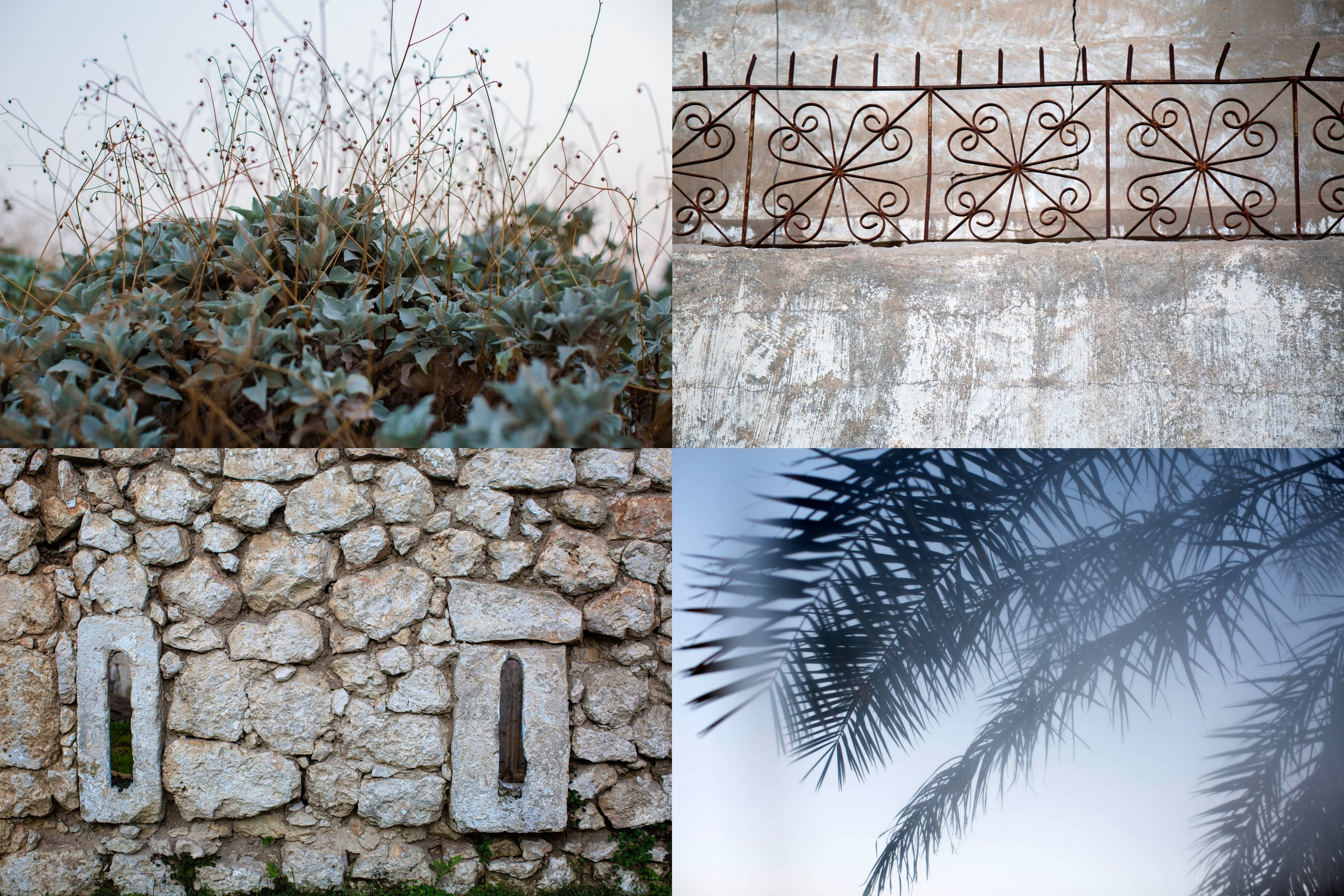 Зоя Альшаравнех