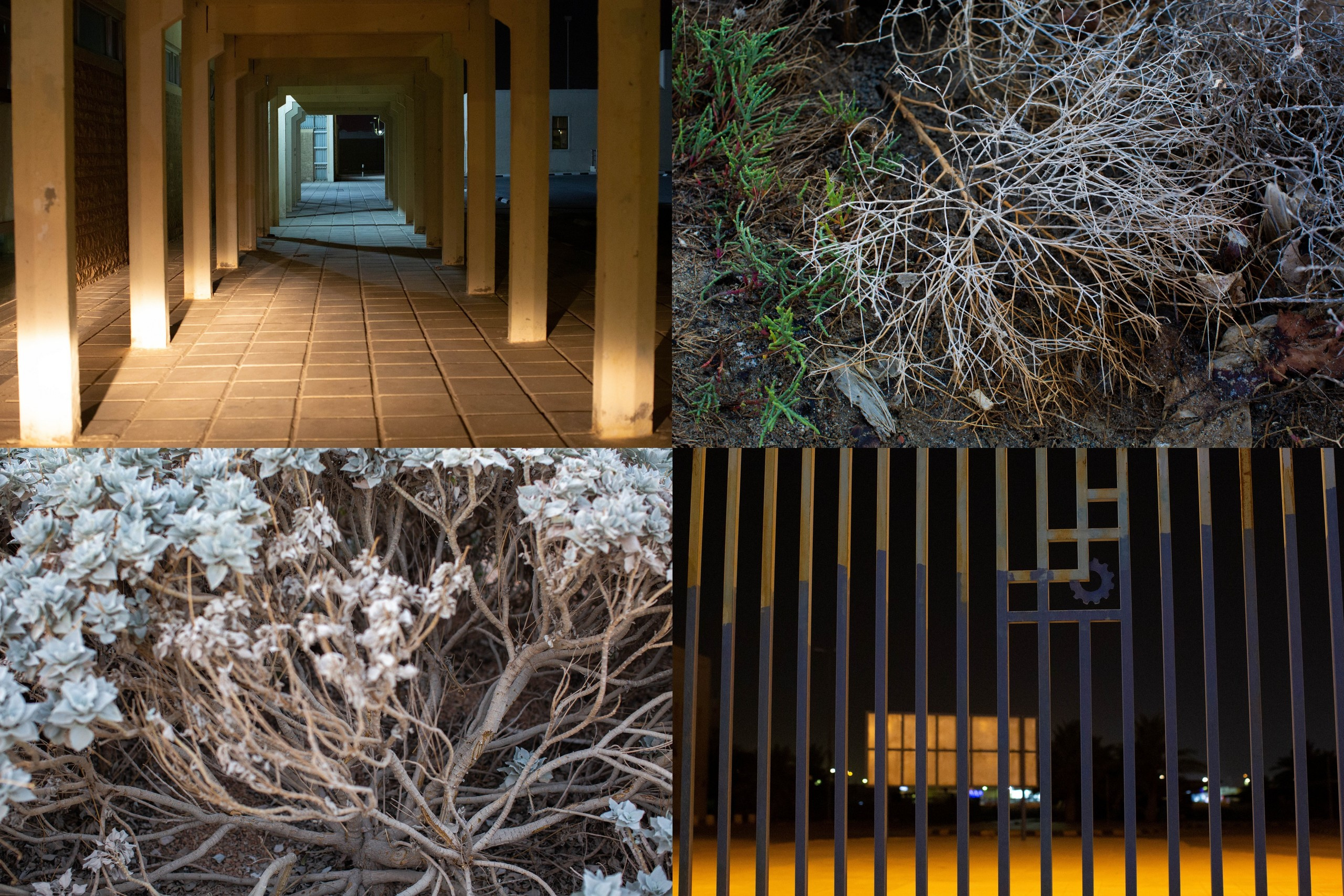 Зоя Альшаравнех