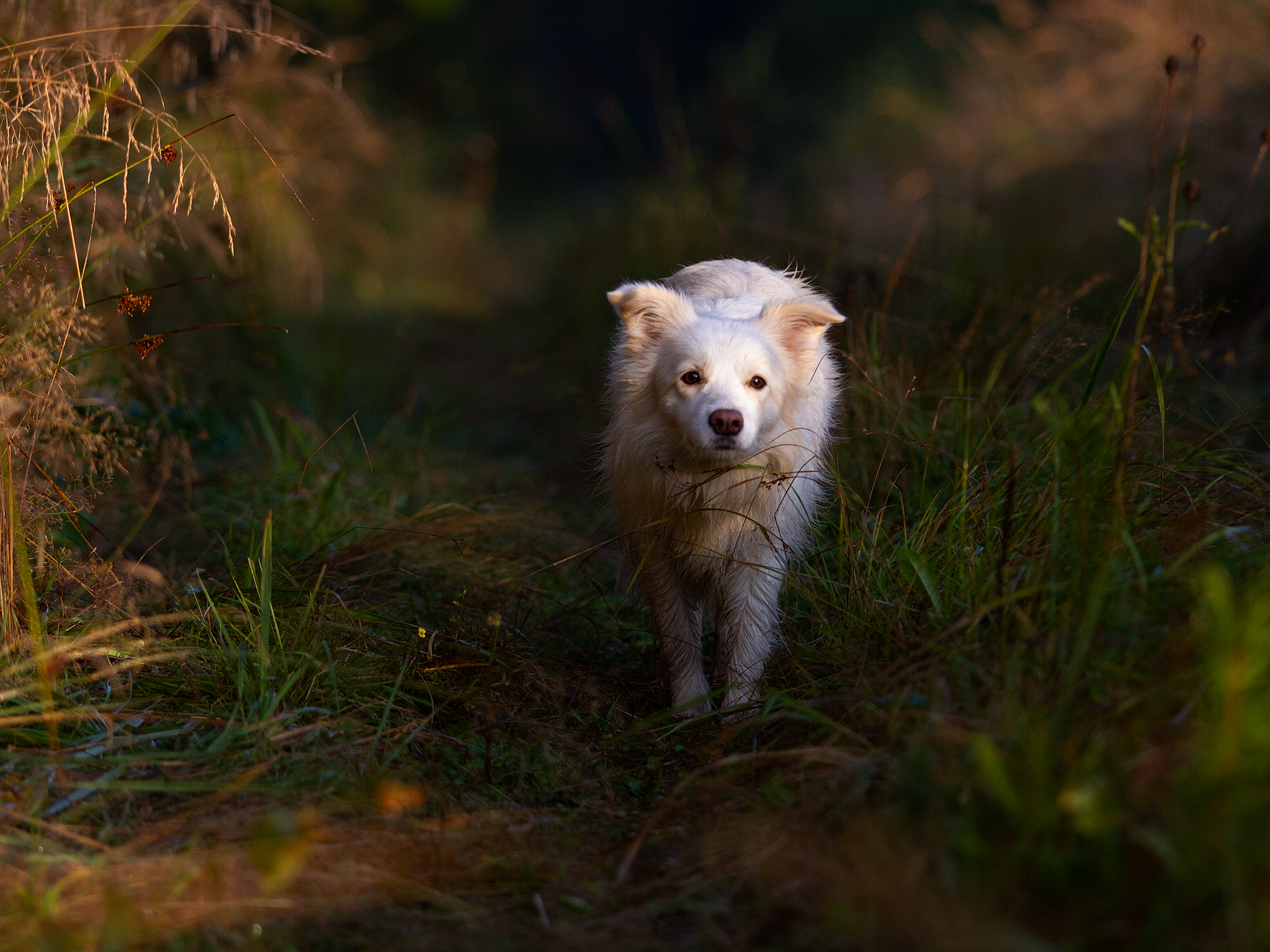 Собаки. Фотограф-анималист в Москве и МО Самойлова Марина