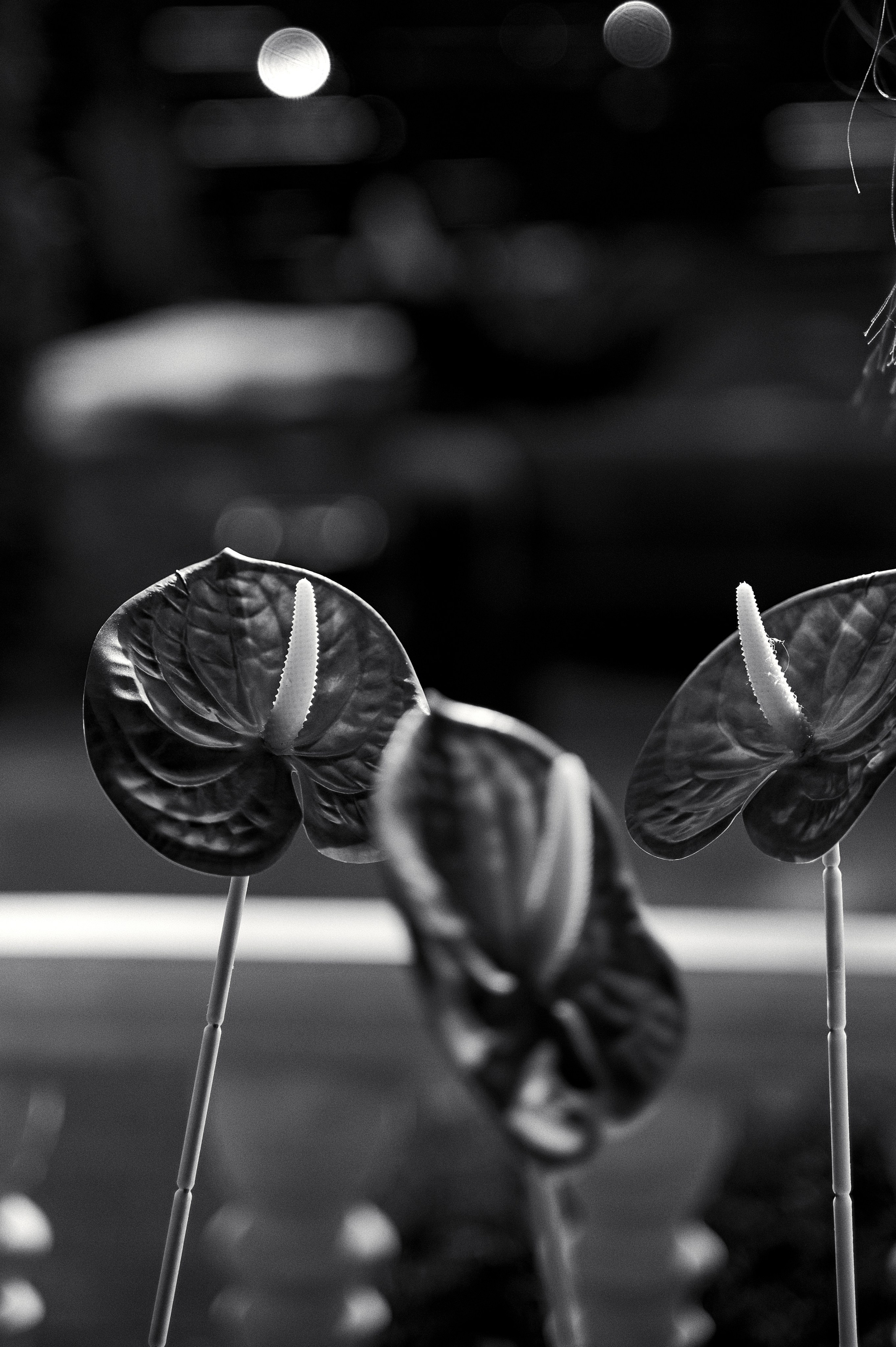 Свадебная съемка Брянск Москва Свадебный фотограф фотограф на свадьбу  фотограф Орел. Свадебный и портретный фотограф в Брянске Скепская Лилия