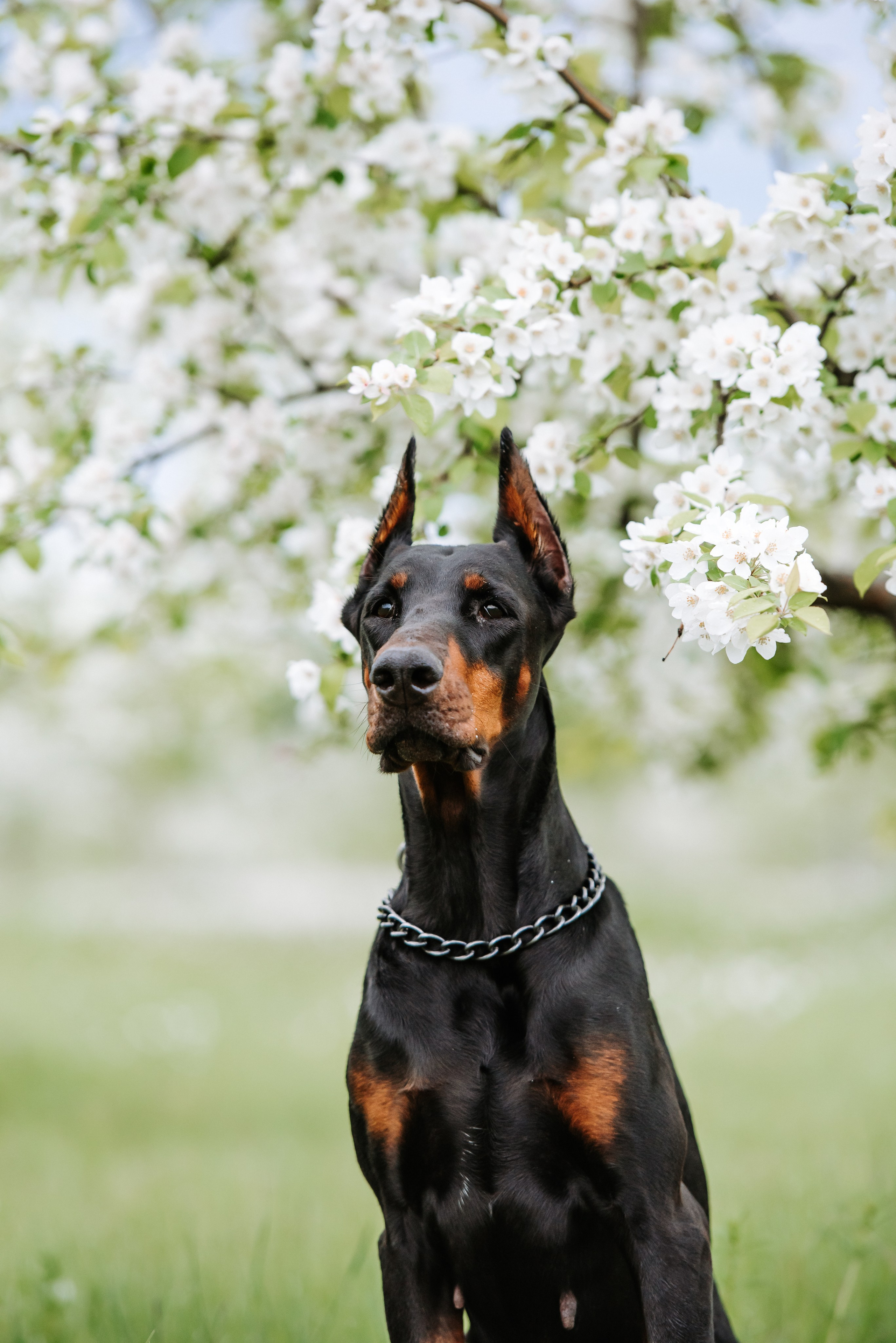 Цветение с доберманами. Фотограф Диана Оленина Красноярск / Братск