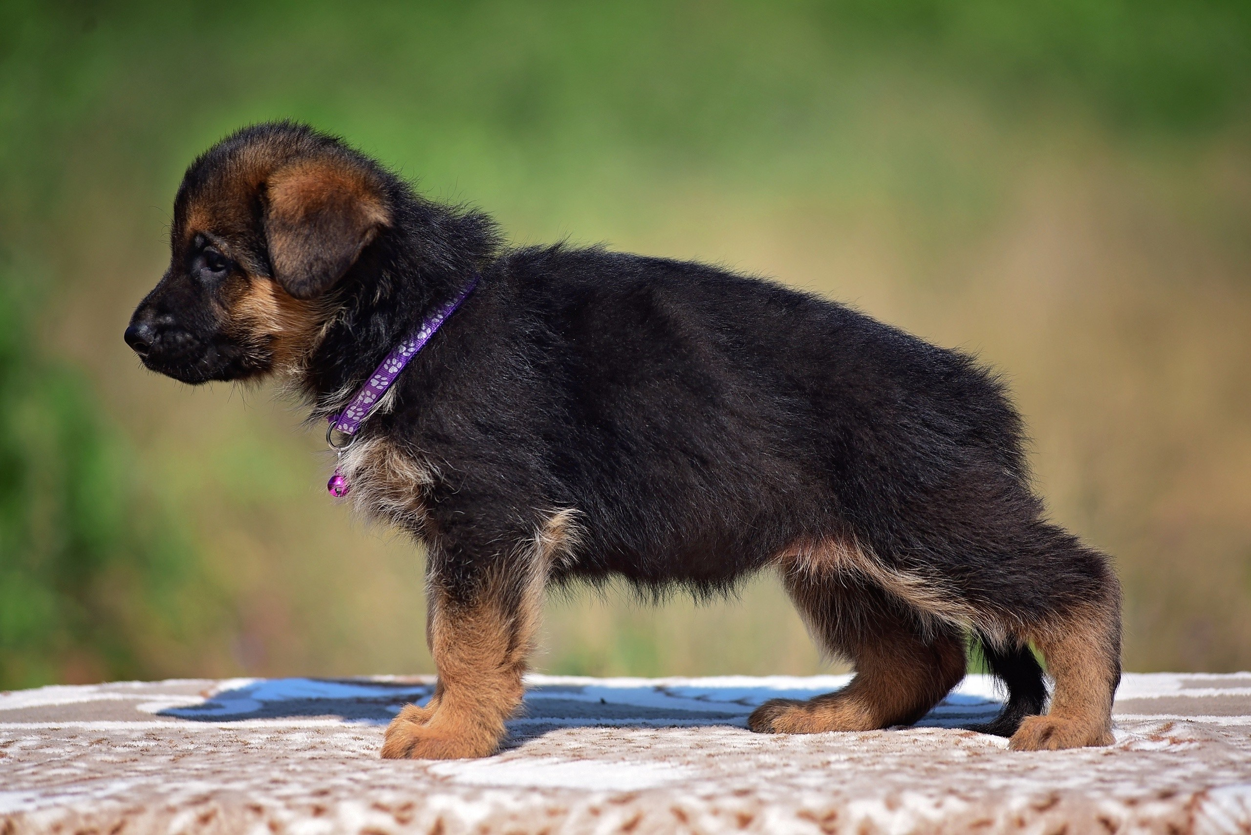 Animal. Главная