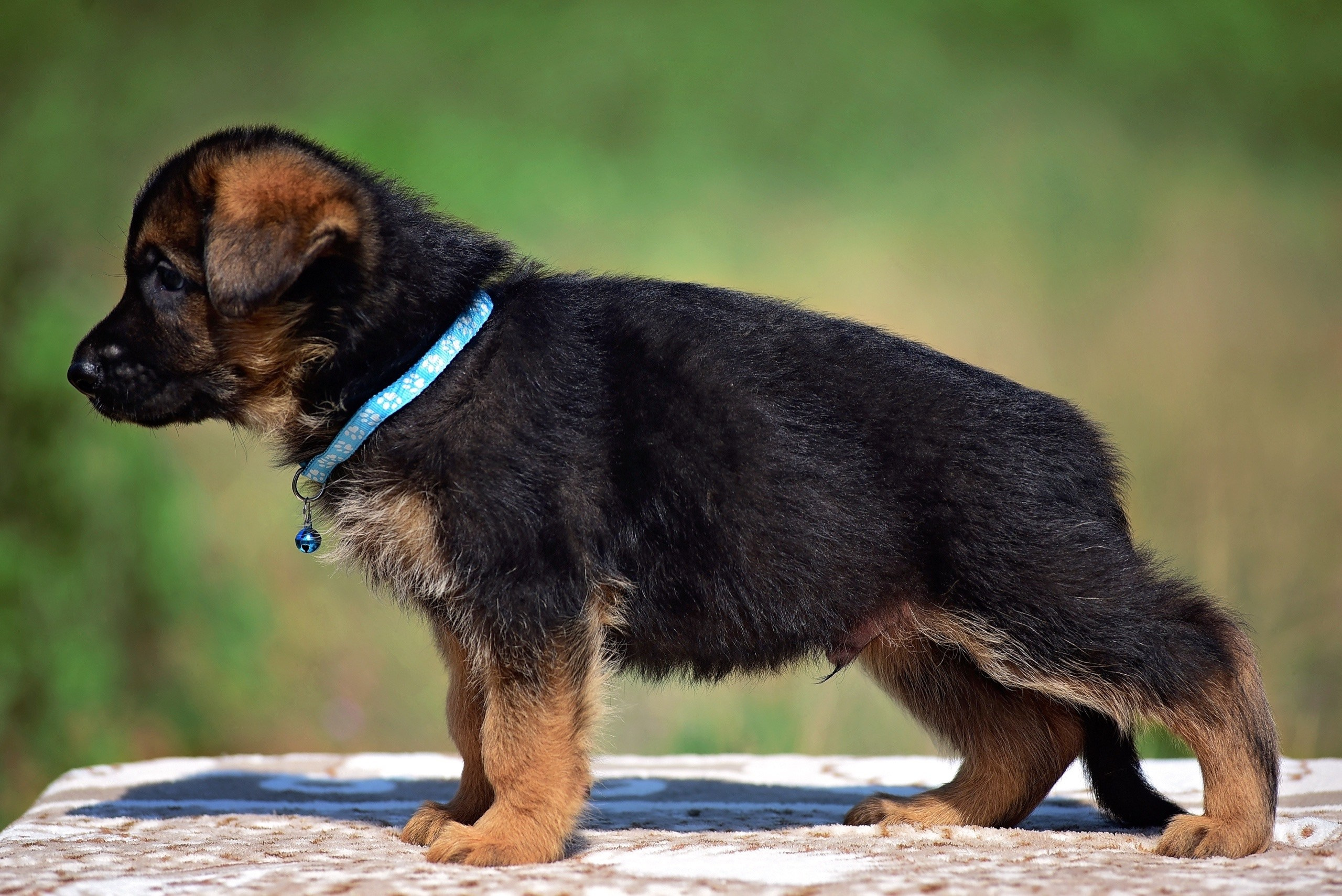 Animal. Главная