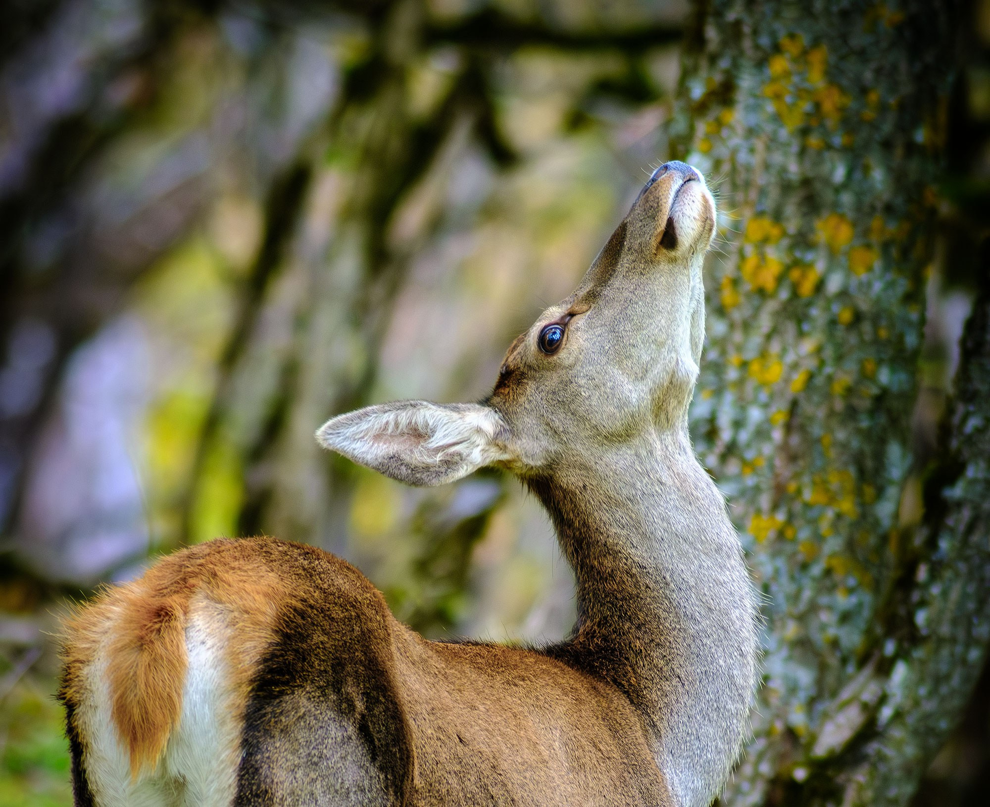 «Золотая осень в Крыму 2025»