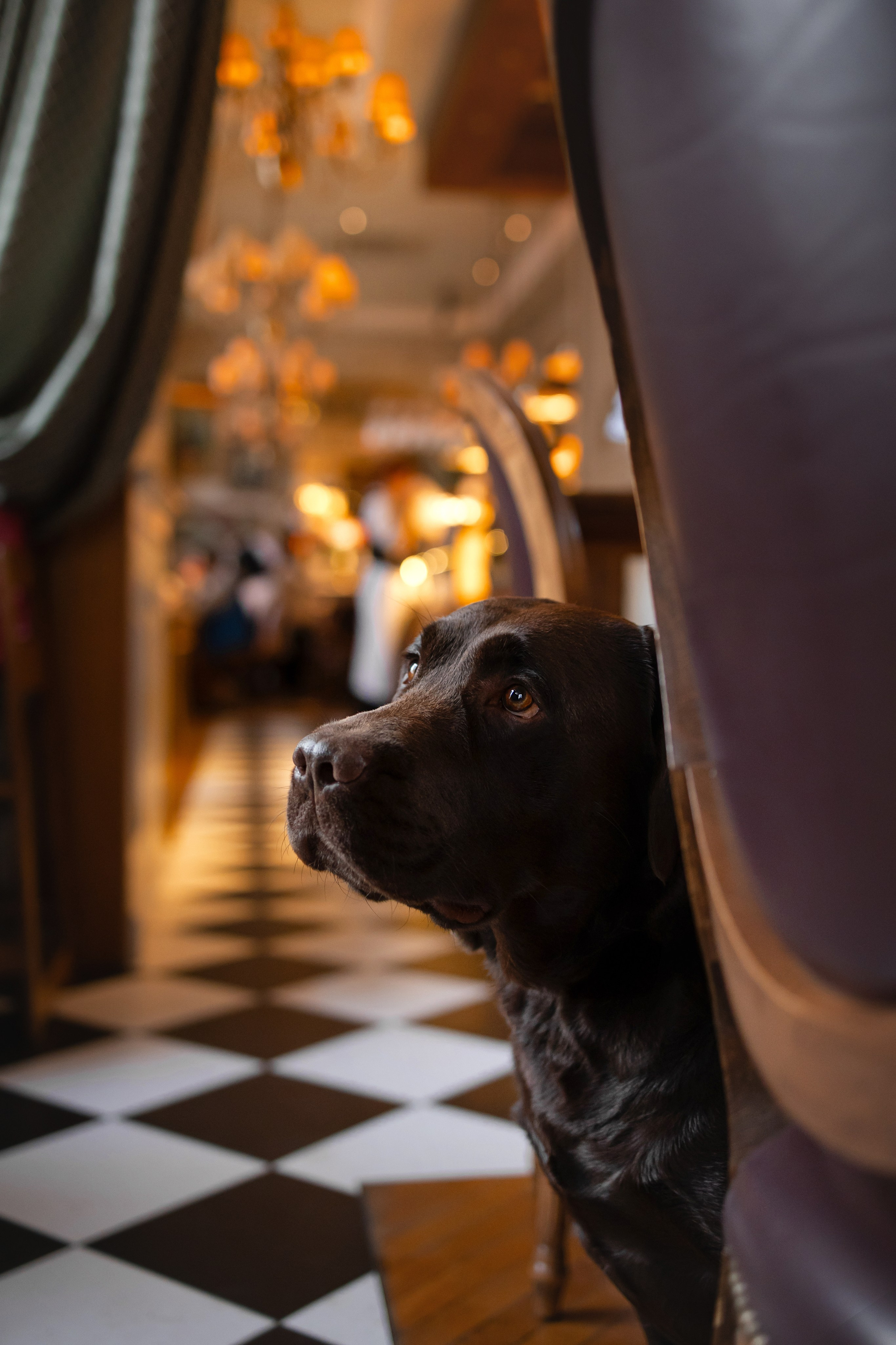 Фотосессия в центре Севастополя. Фотограф-анималист в Краснодаре Маша Мельникова
