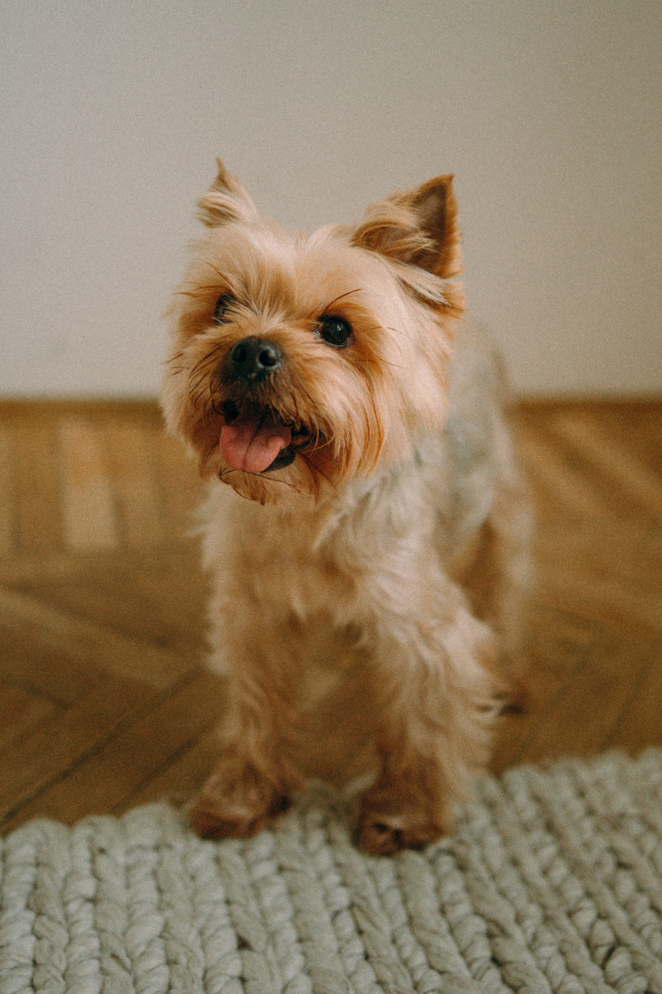 Ричард и Ксюша. Фотограф анималист Анастасия Пикей