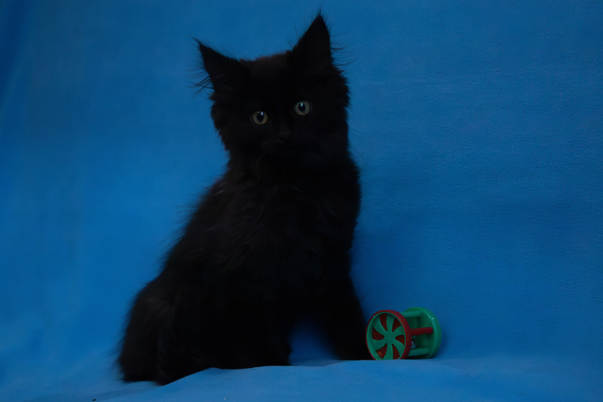 Домашняя съемка кота Черныша для поиска семьи. Фотограф-анималист в Москве Екатерина Тихонова