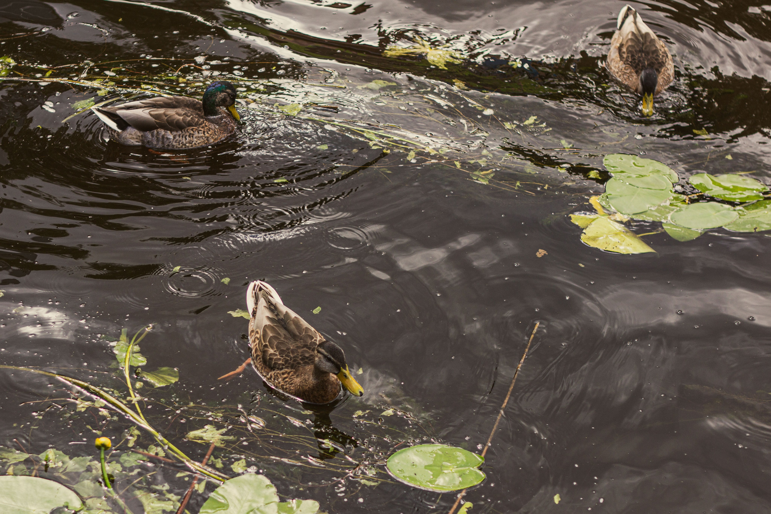 Фото в Старице и Твери. Фотограф Москва, портрет, стрит, репортаж. Художественная фотосессия