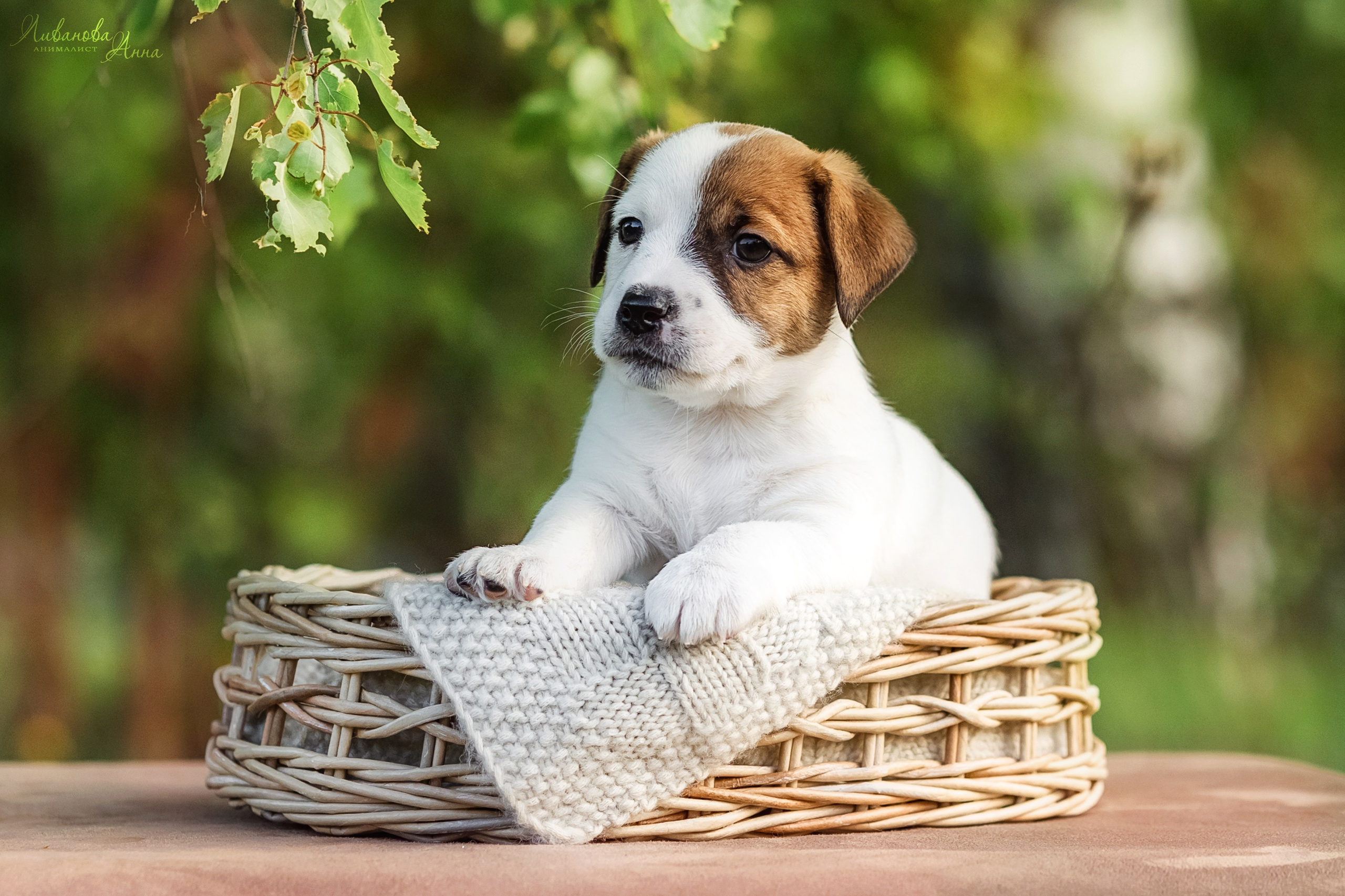 Джеки. Фотограф анималист Аня Ливанова | Рыбинск