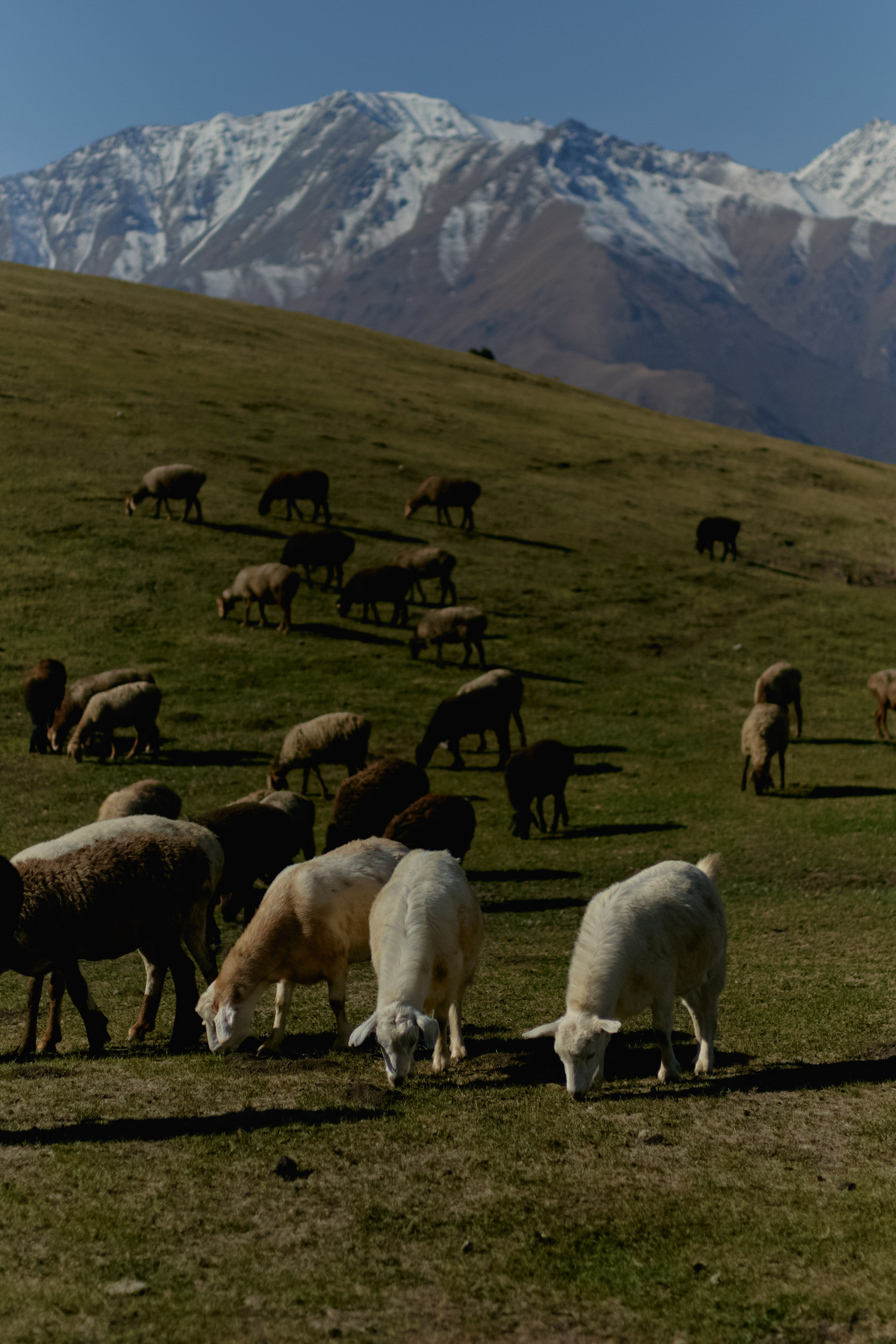 Кыргызтан. Профессиональный Фотограф во Владимире, в Москве и в Суздале — Полина Романычева