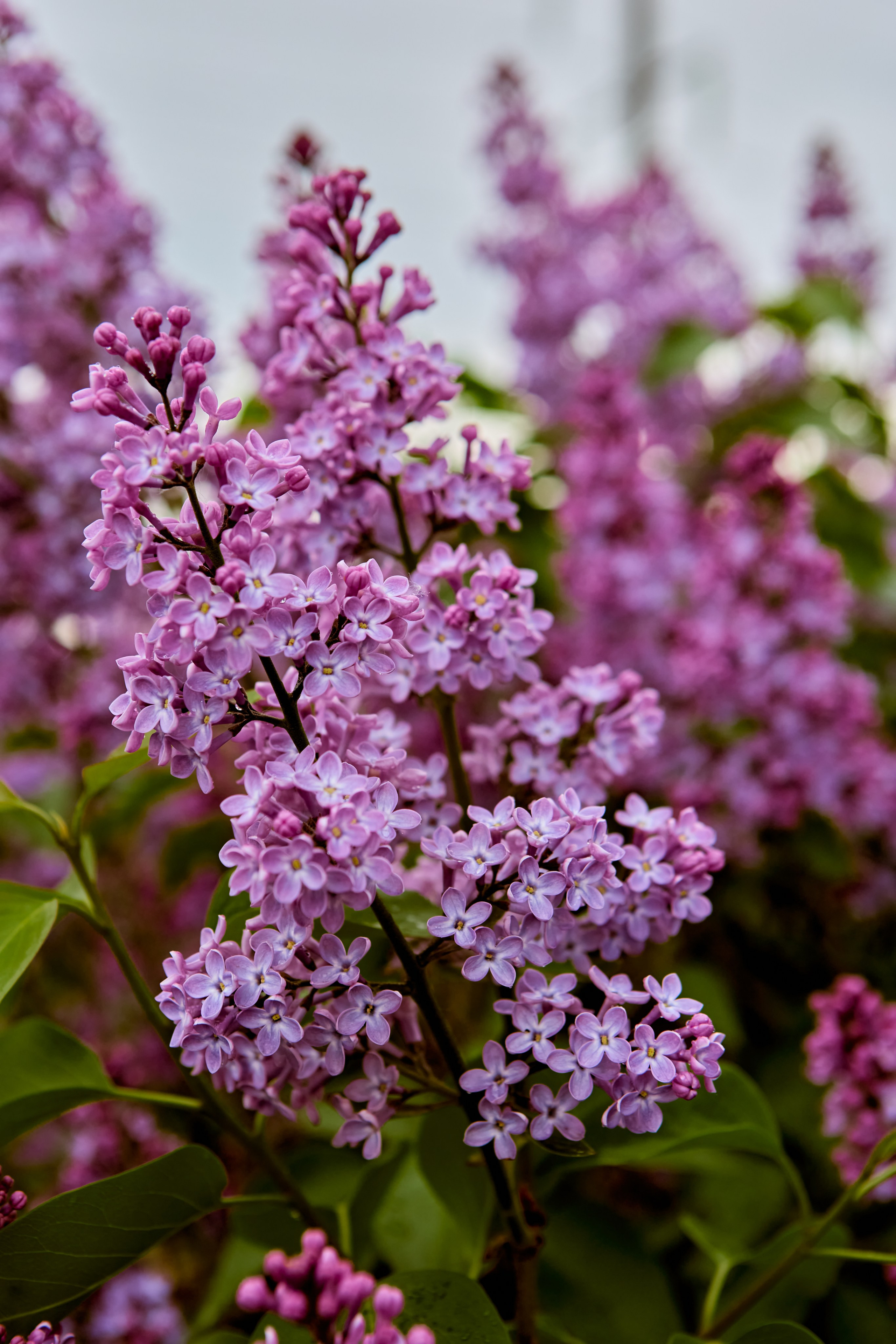 Цветущая сирень г. Дзержинск фотограф Николай Голованов