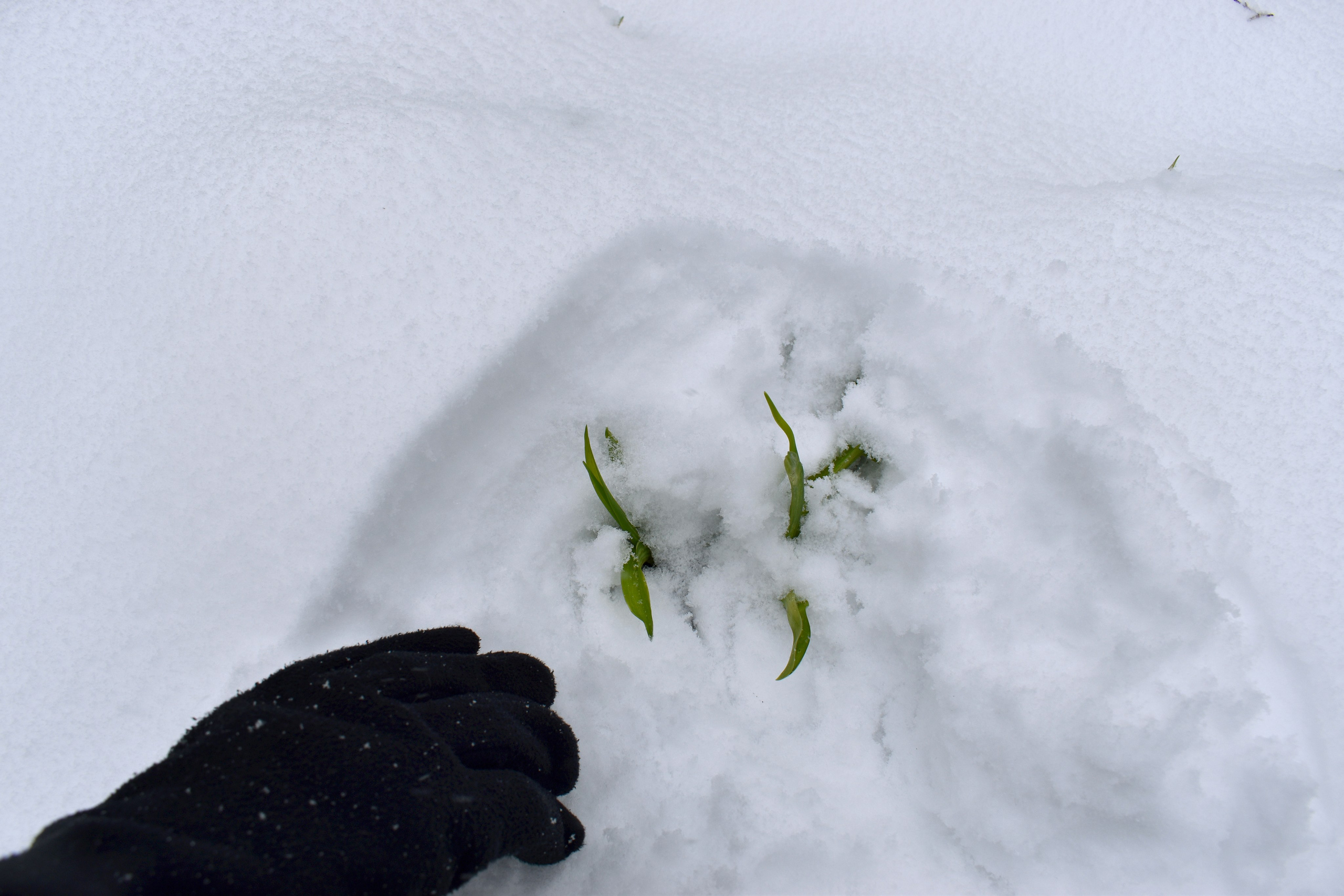 Надежда Пророкова «Добрый садовник». Private image