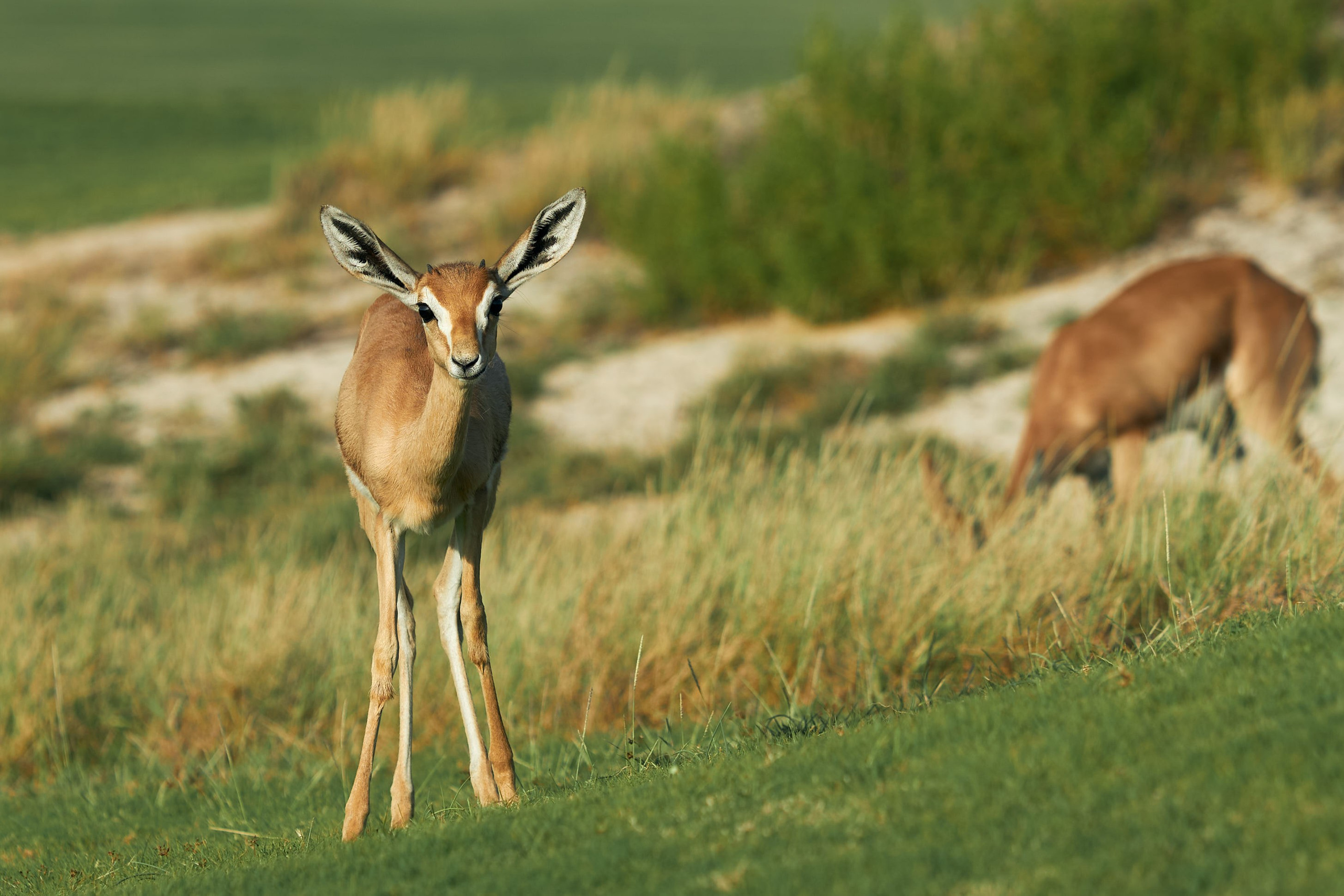 UAE GOLF. Фотограф Наталья Леонова
