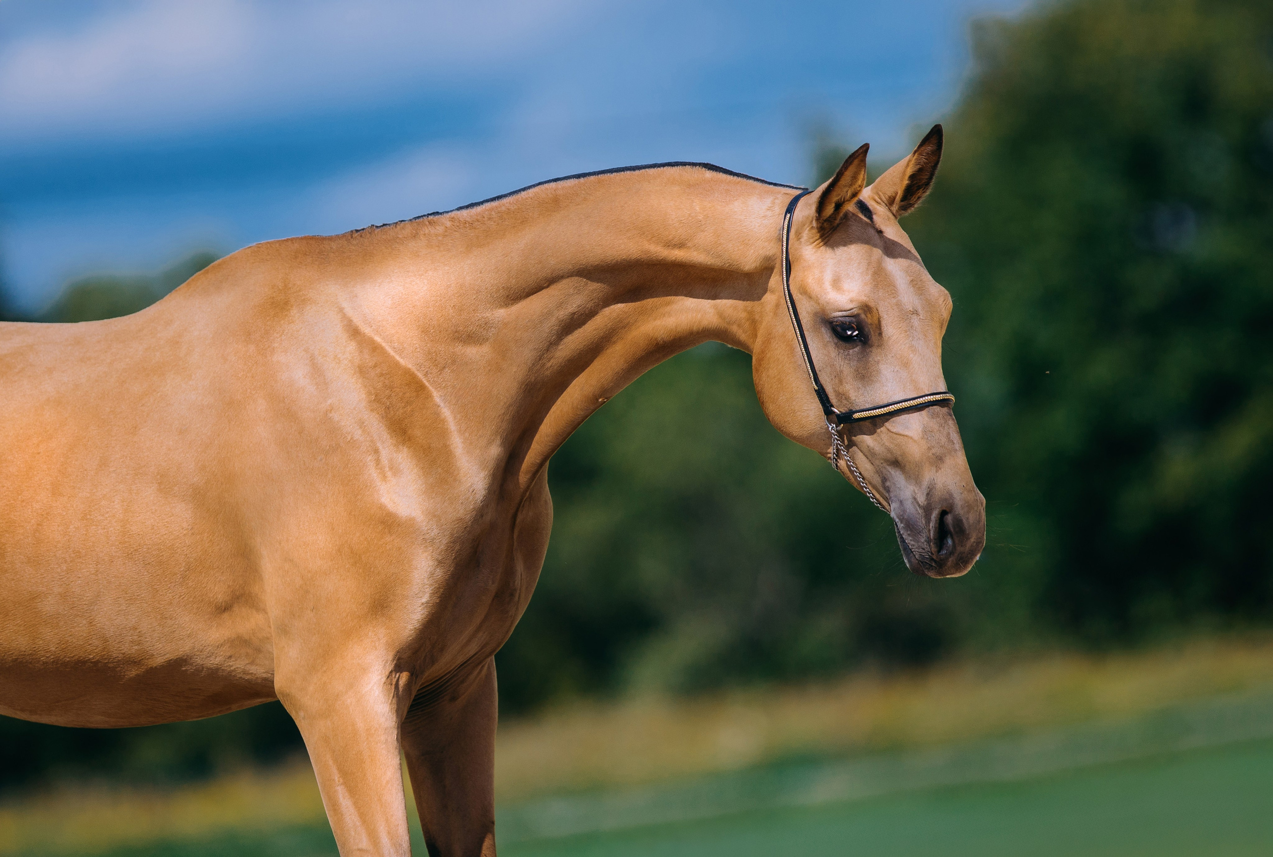 На природе. Фотограф-анималист Ксендзова Кристина