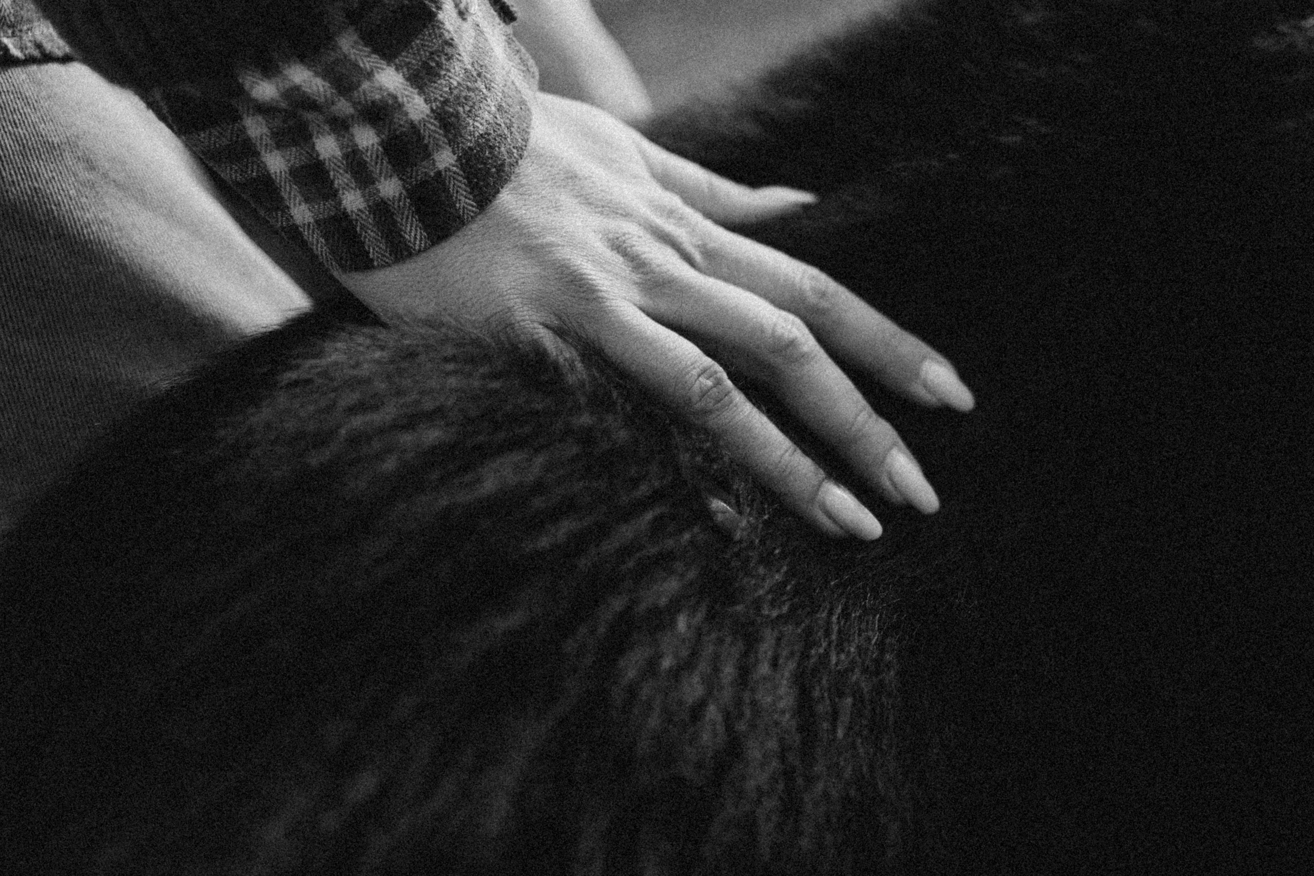 Лора и Джанго. Фотограф — Анималист | Санкт-Петербург