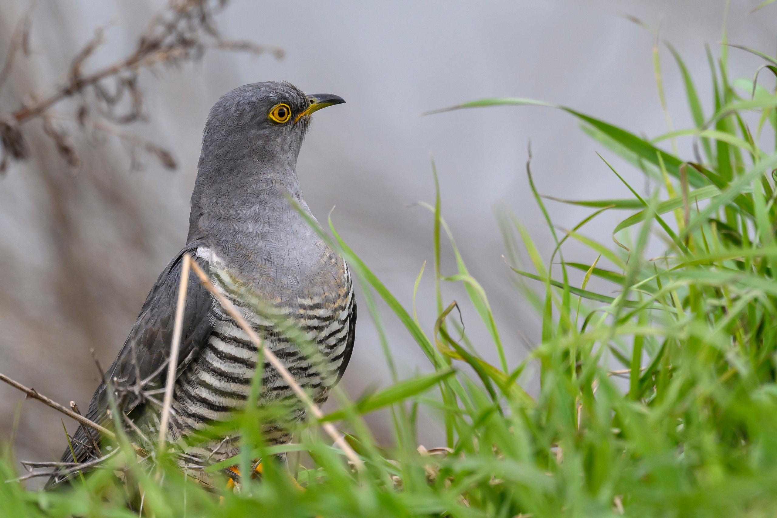 После снегопада. Wildlife photography by Sergey Puponin