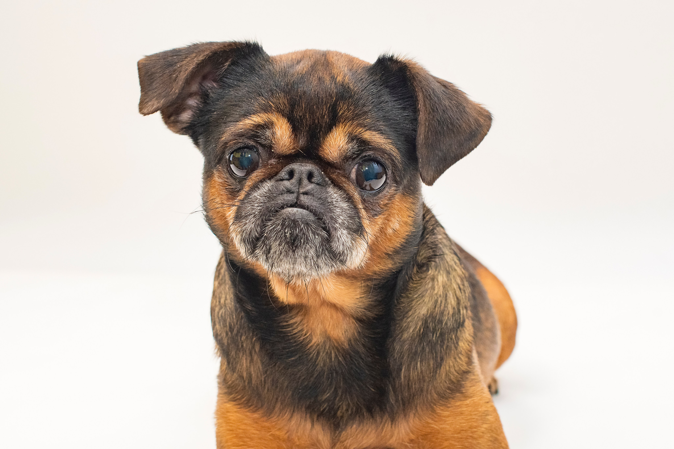 Животные. Фотограф в Москве Демьян Лопатов