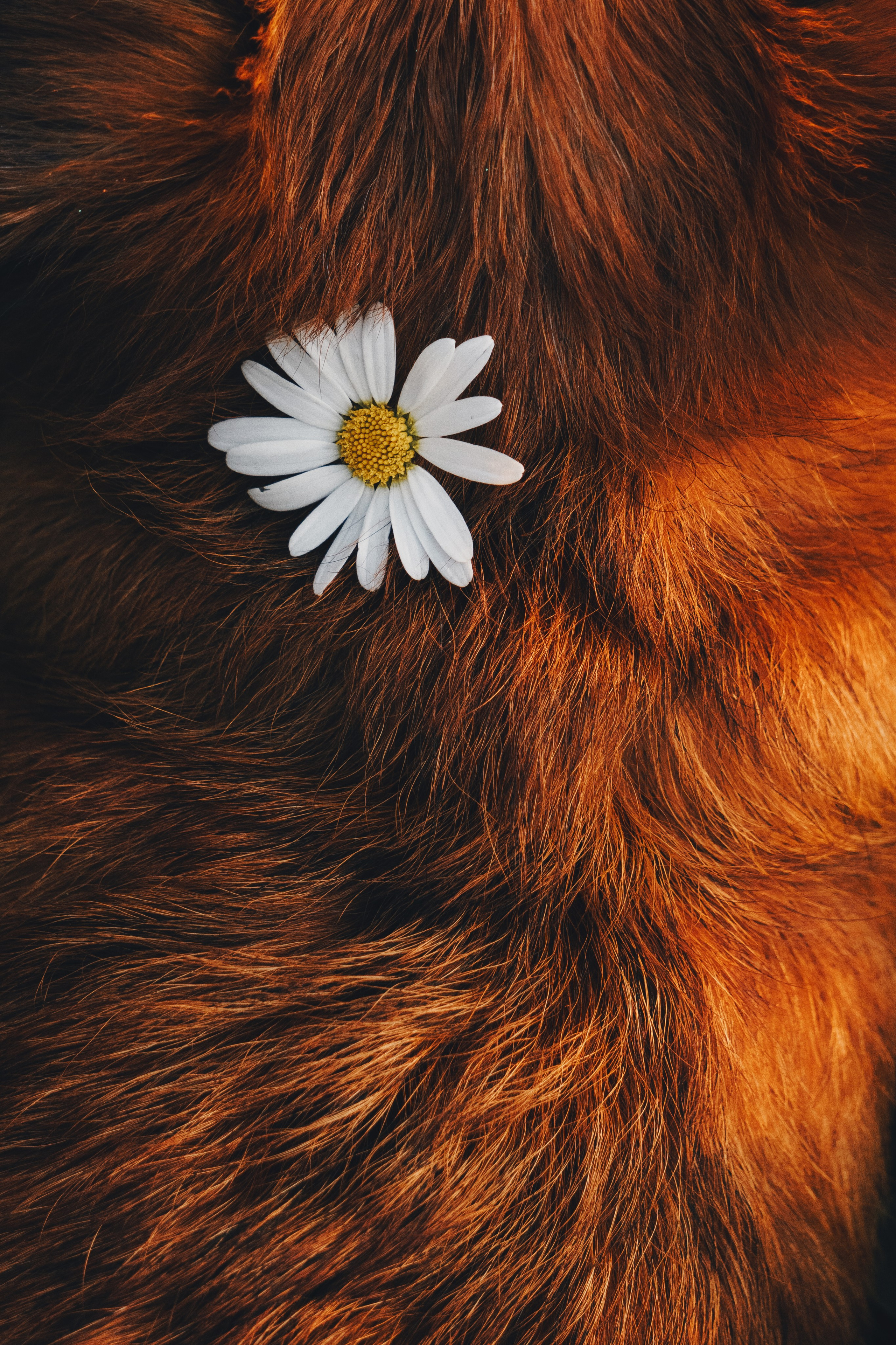 Катя и Яшма. Фотограф-анималист Ксения Воробьева, Москва