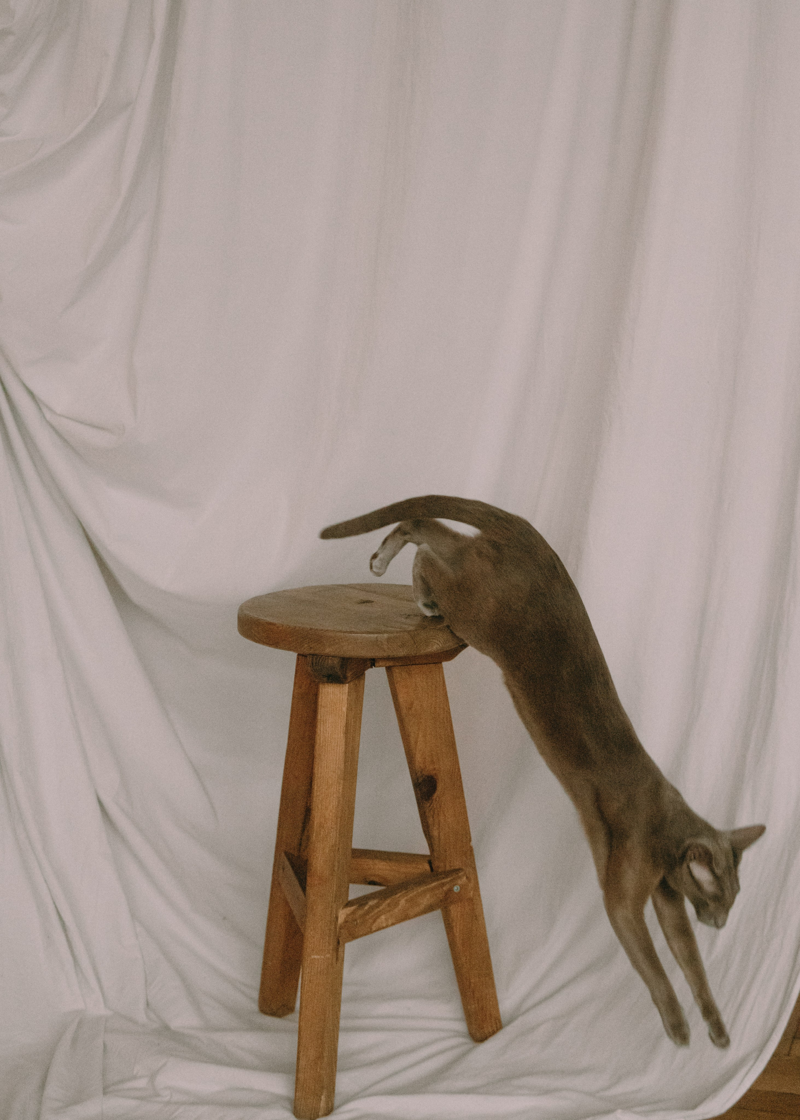 Амина, Булат и Орион. Фотограф-анималист Ксения Воробьева, Москва