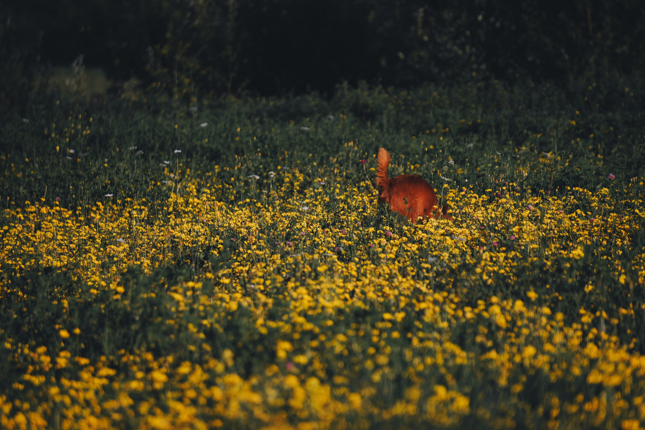 Катя и Яшма. Фотограф-анималист Ксения Воробьева, Москва