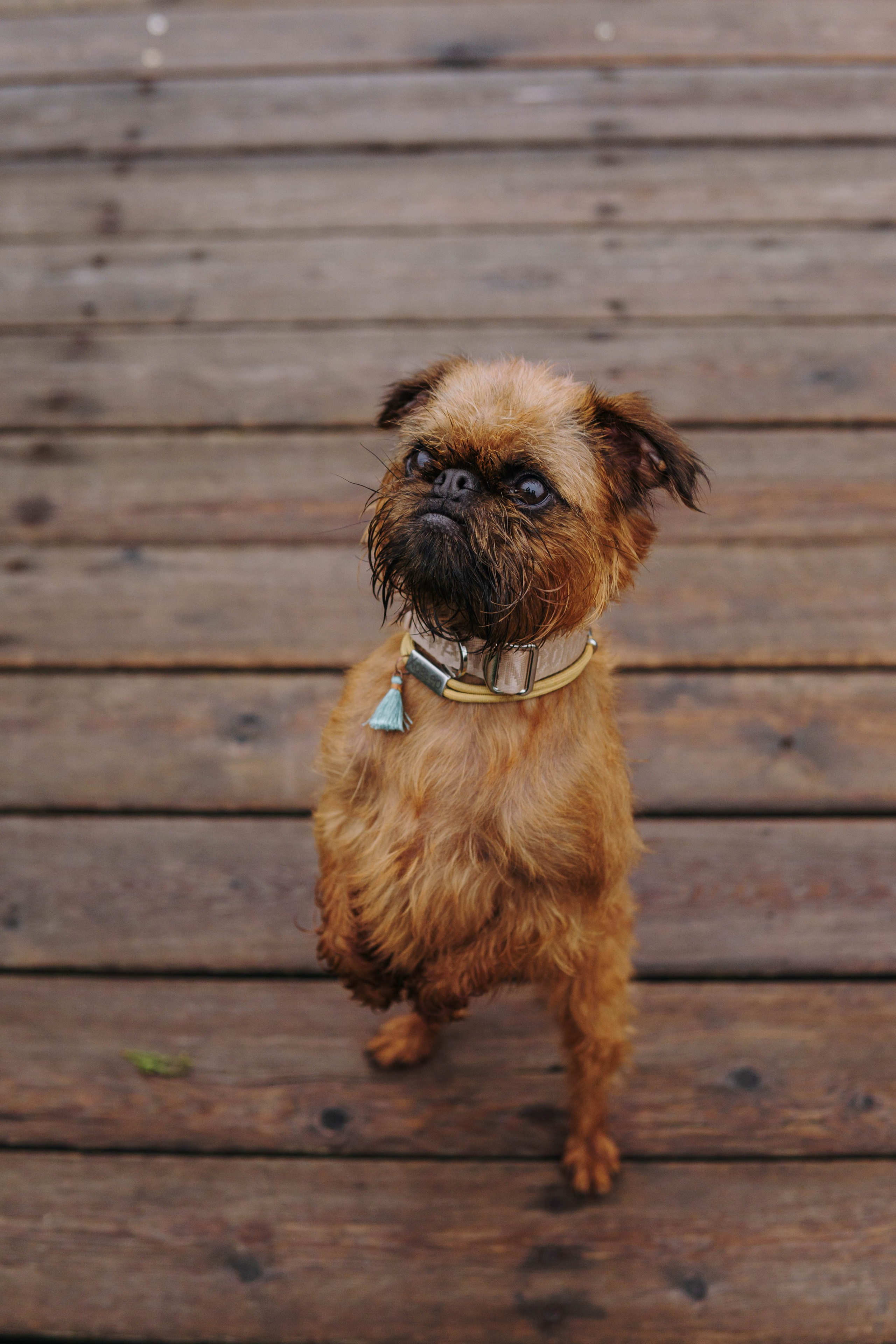 Наташа, Сережа и Хавьер. Фотограф-анималист Ксения Воробьева, Москва